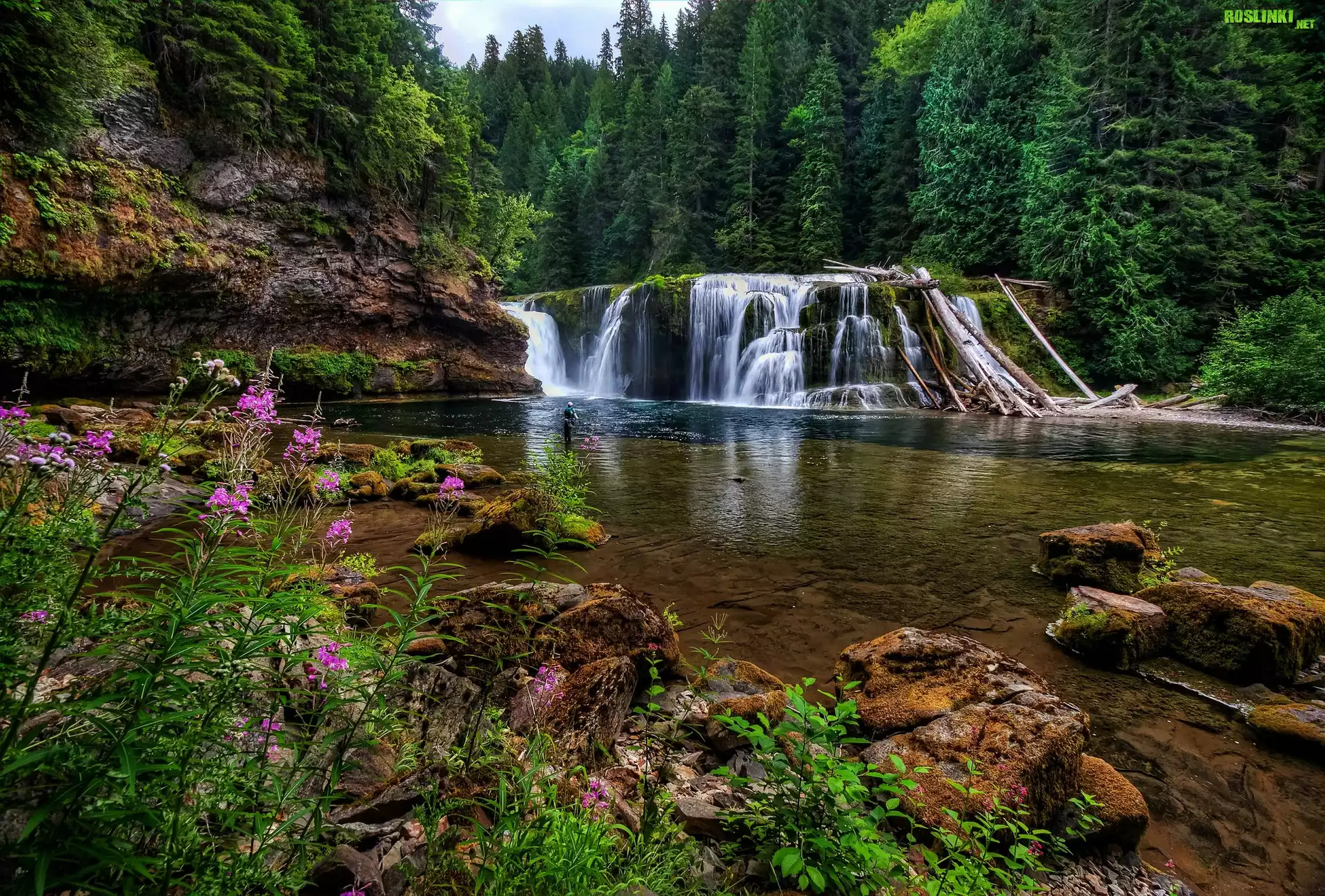 Rzeka, Wodospad Lower Lewis River Falls, Ska³y, Las, Drzewa, Osada Cougar, Stan Waszyngton, Stany Zjednoczone