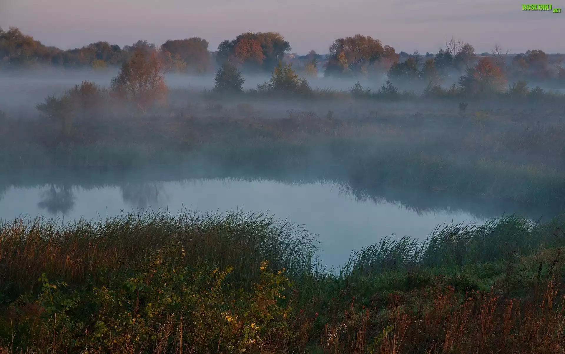Rzeka, Jesień, Mgła, Drzewa, Trawa, Rośliny