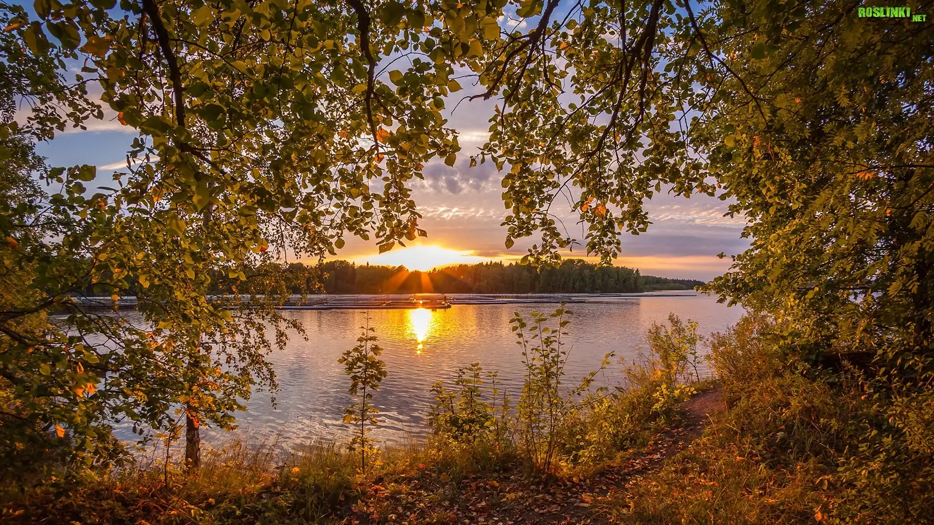 Rzeka, Gałęzie, Drzewa, Las, Wschód słońca