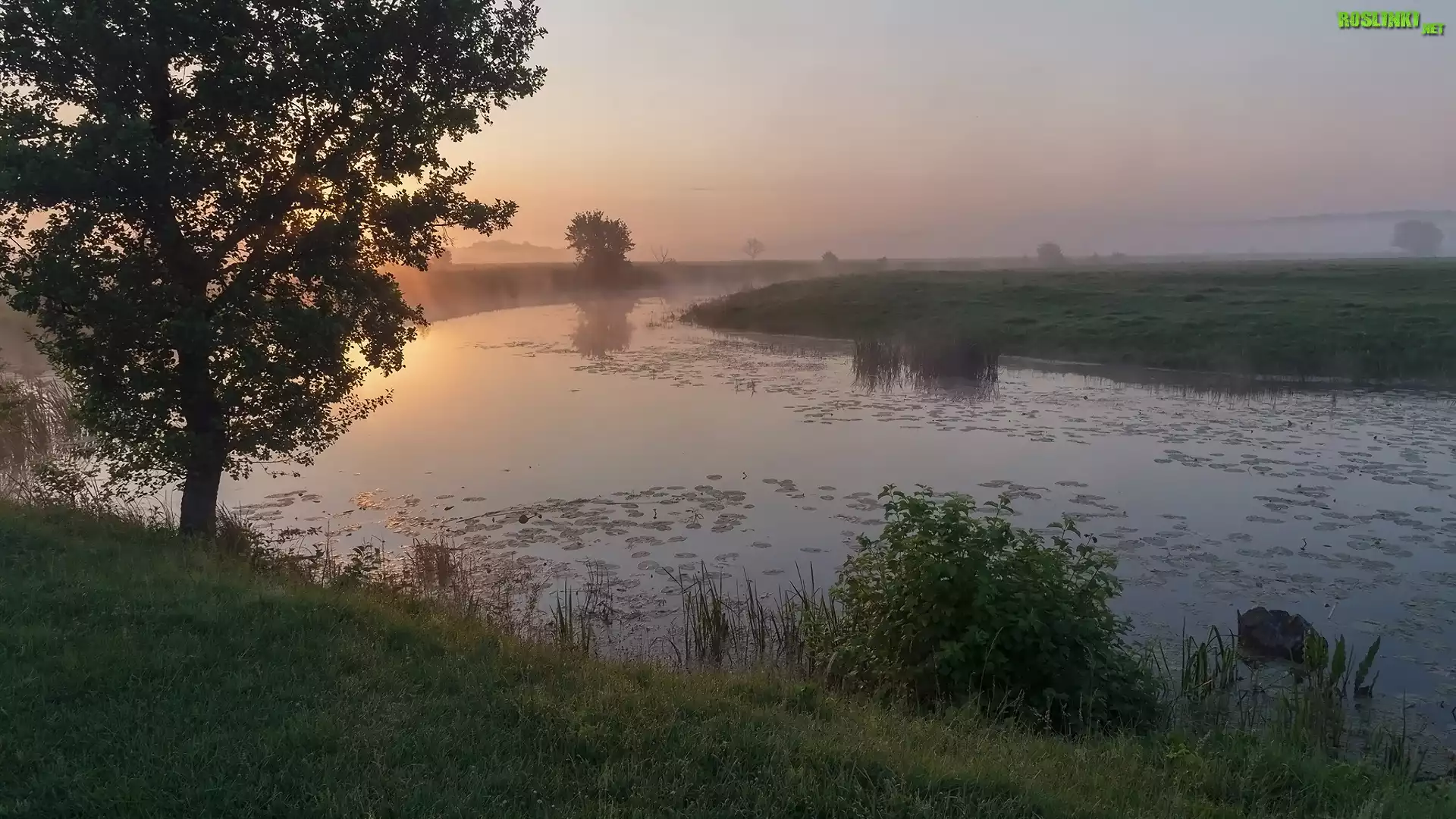 Rzeka, Pole, Drzewa, Wschód słońca
