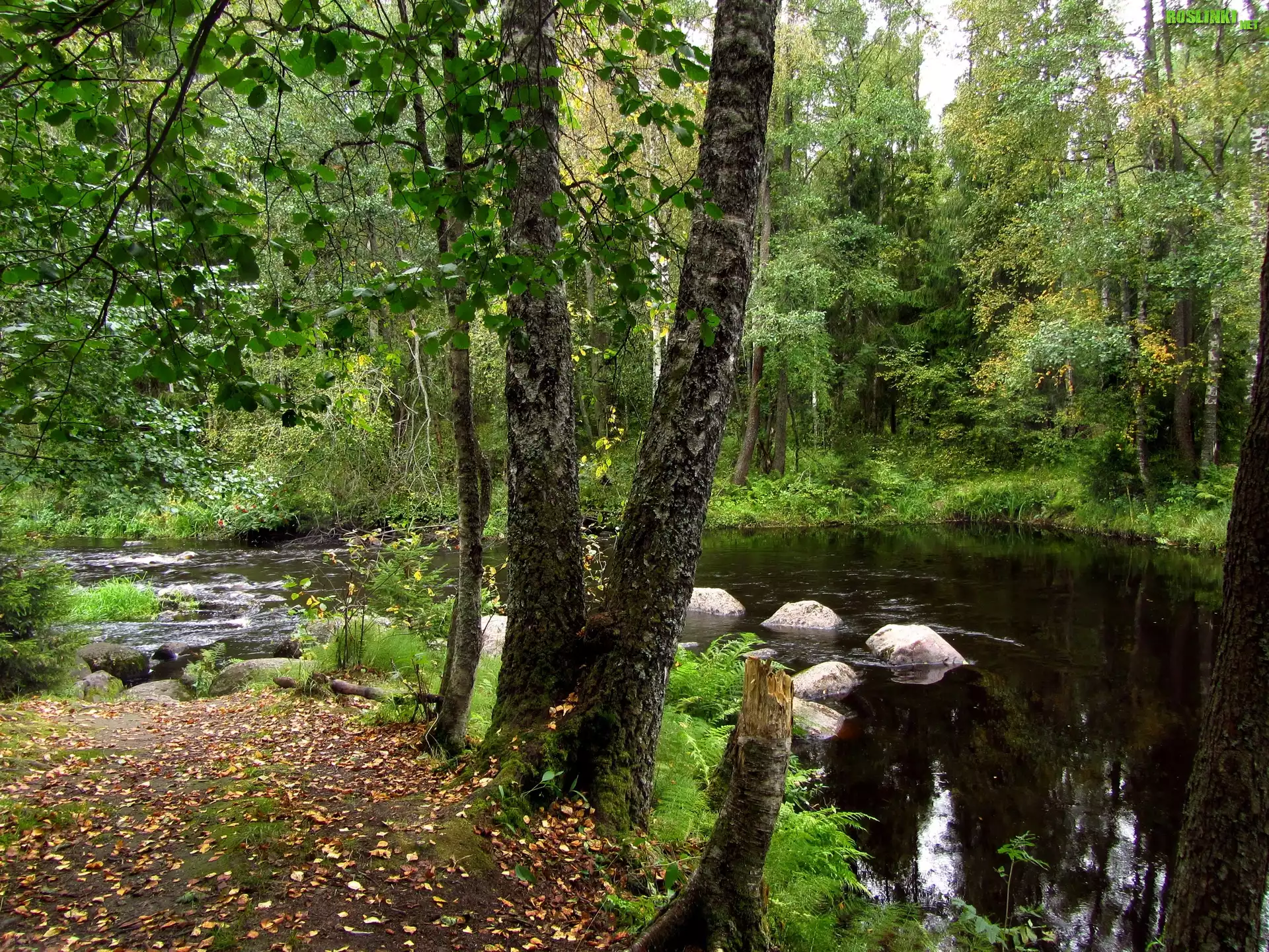 Rzeka, Las, WystajÄ…ce, Kamienie
