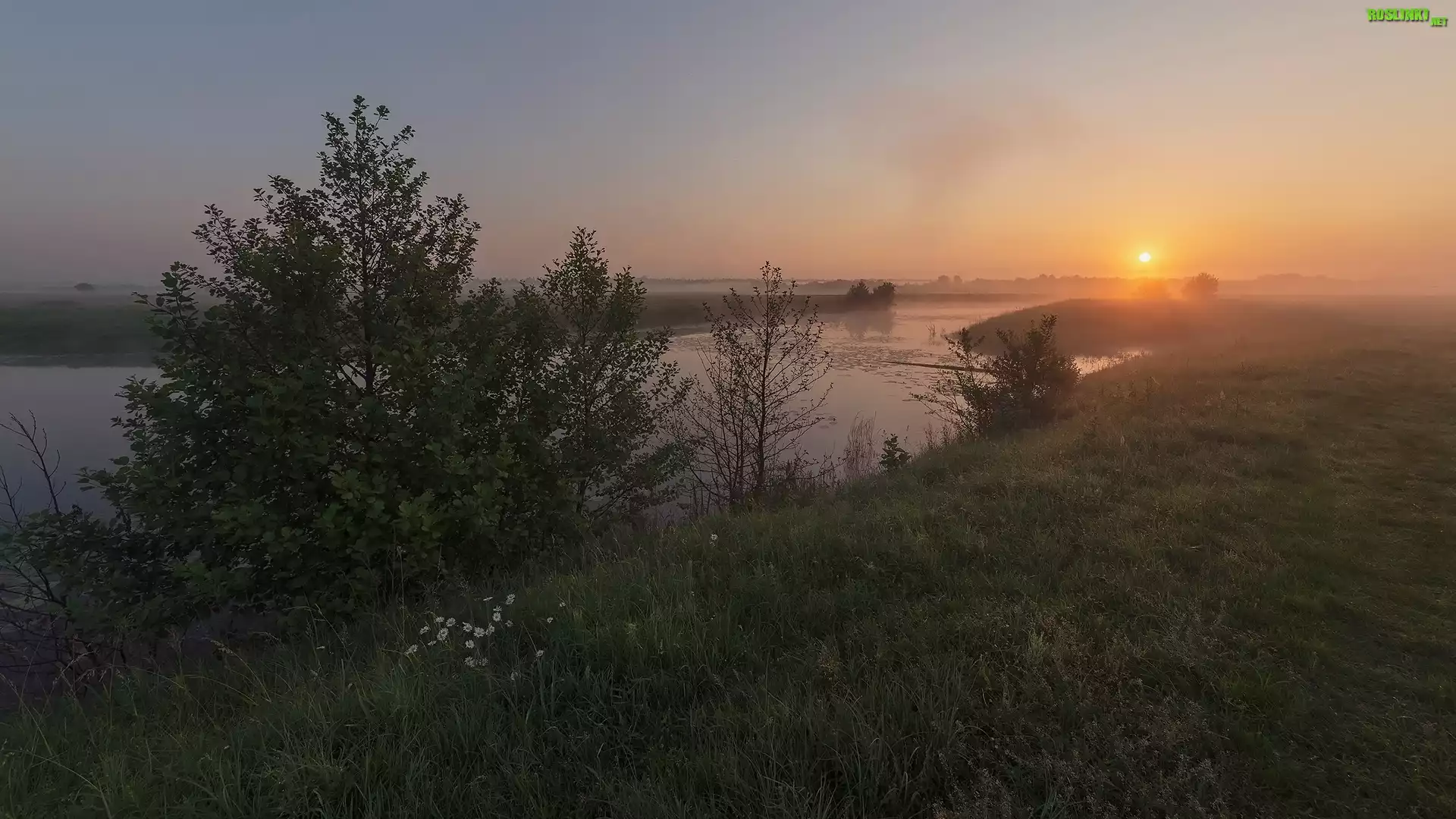 Rzeka, Mgła, Drzewa, Trawa, Zachód słońca