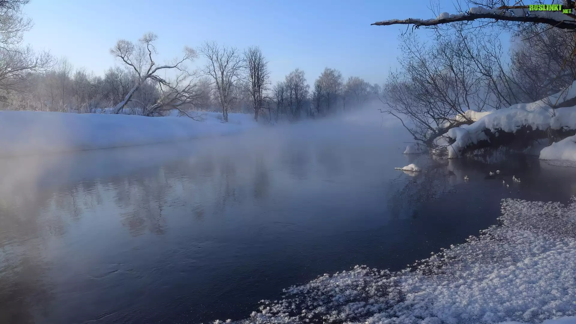 Rzeka, Mgła, Zima, Drzewa