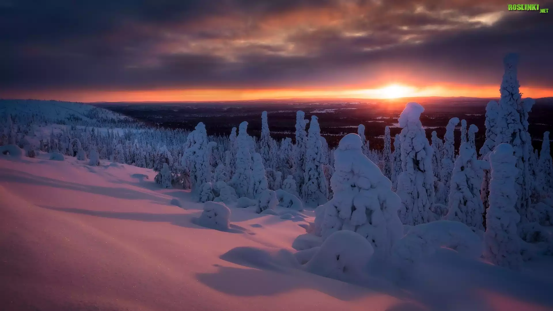 Wzgórze Sallatunturit, Finlandia, Zima, Drzewa, Zachód słońca