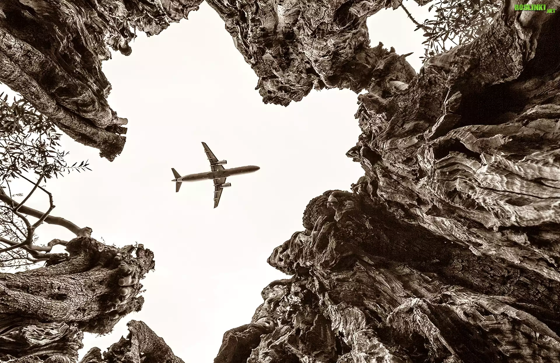 Samolot, Drzewa