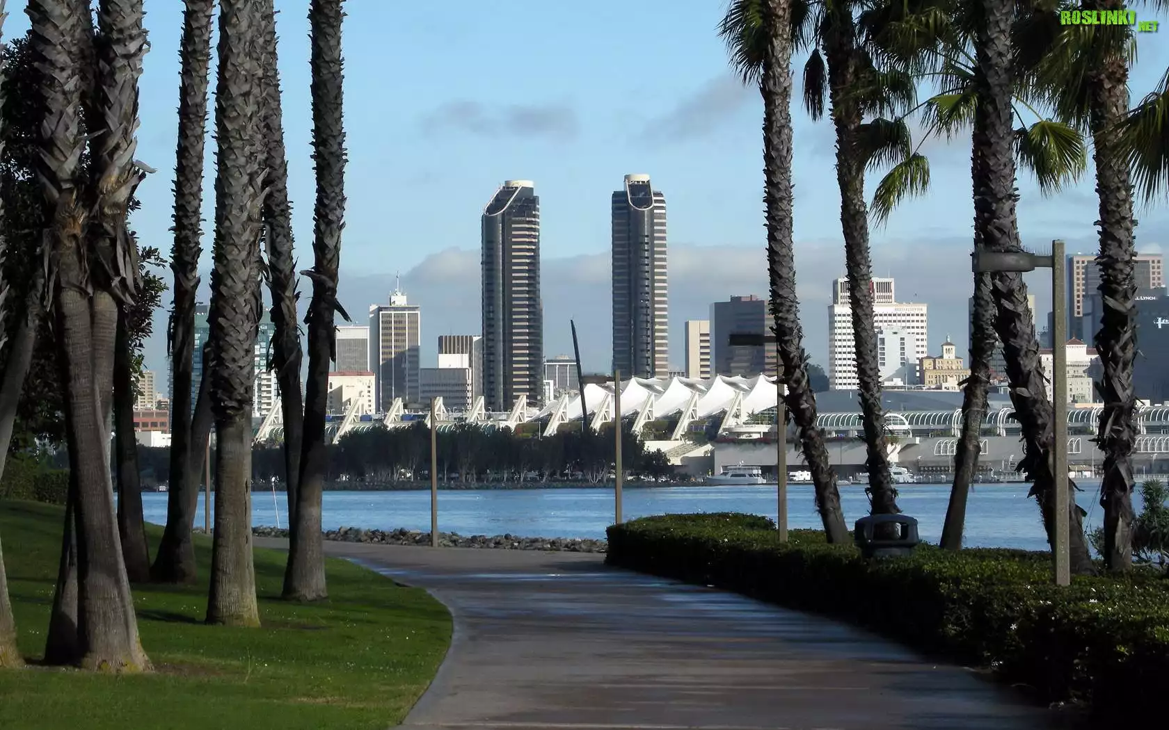San Diego, Drapacze Chmur, Droga, Drzewa