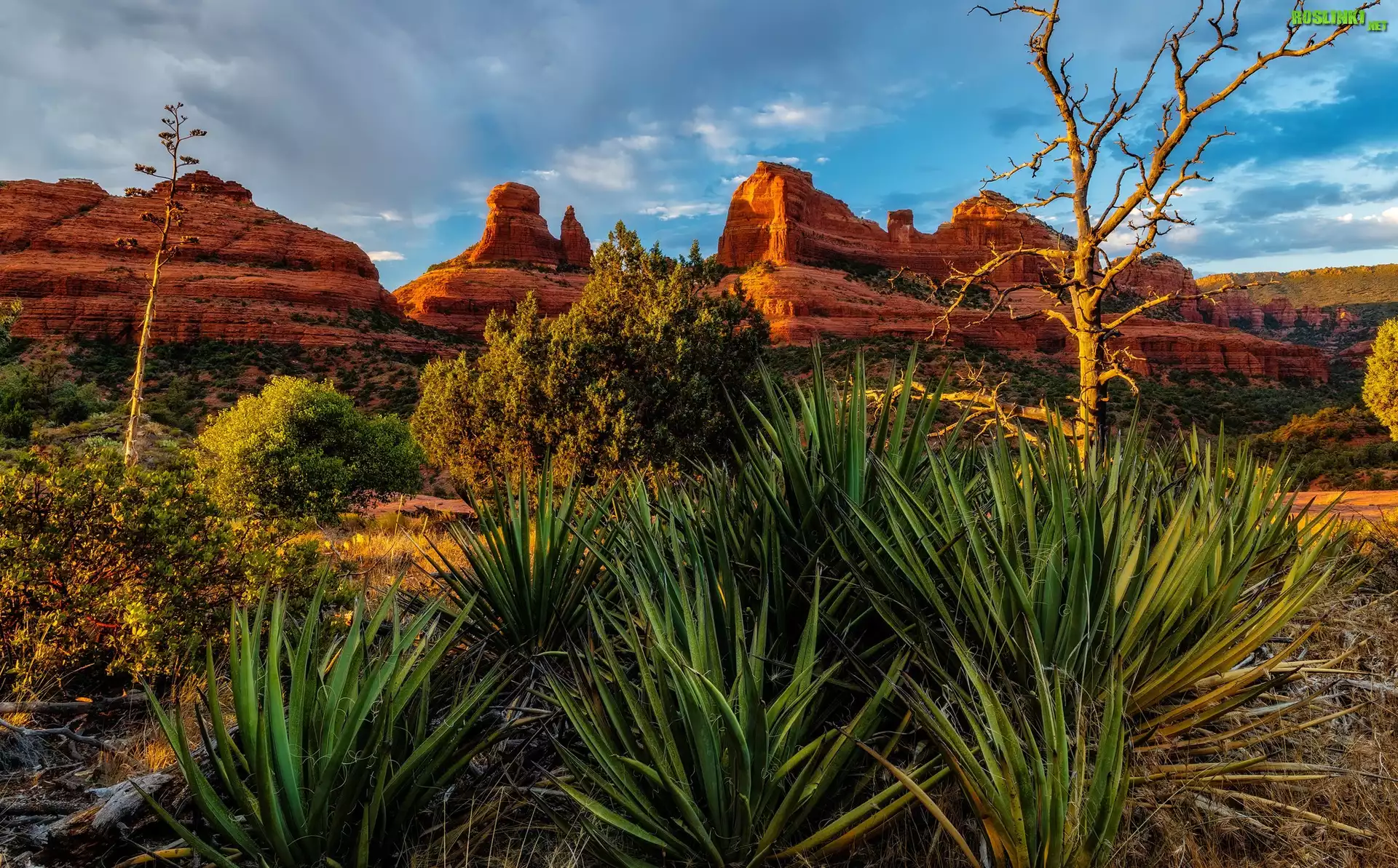 Stany Zjednoczone, Arizona, Sedona, Skały, Drzewa, Rośliny