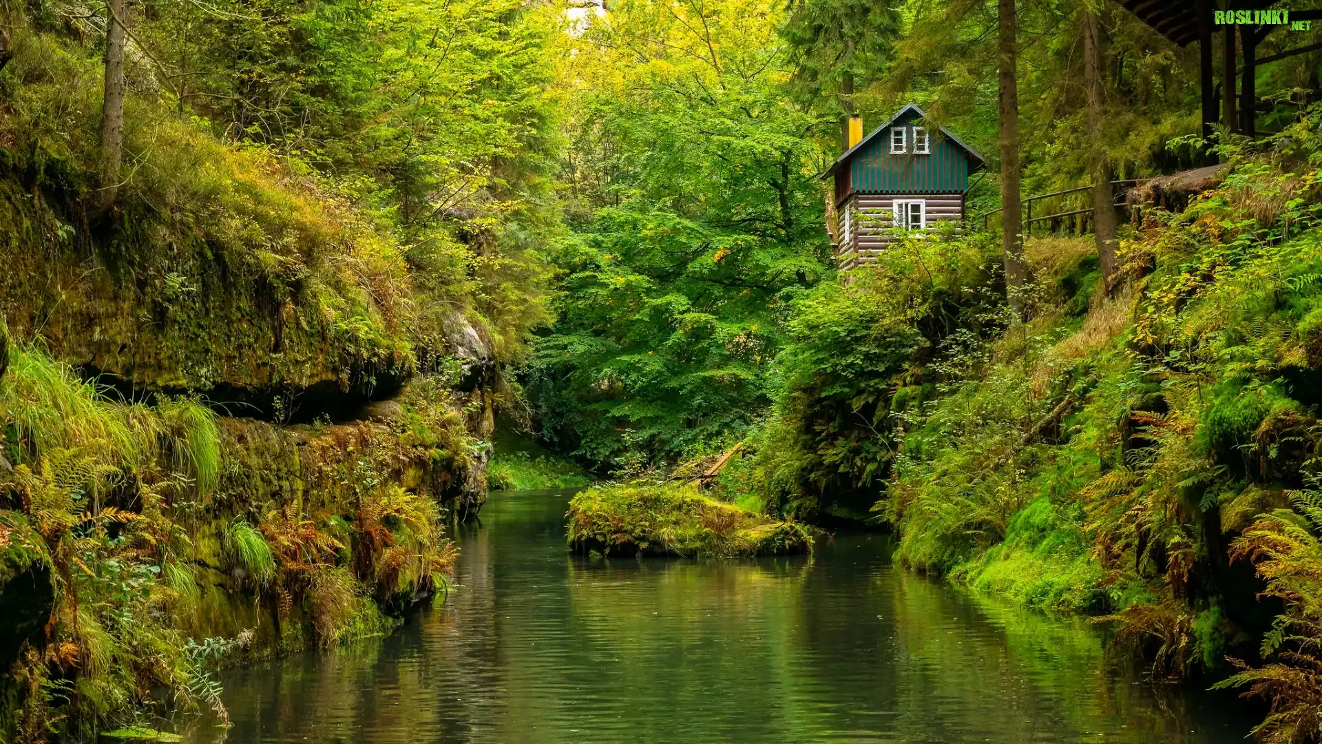 Roślinność, Drzewa, Skała, Dom, Rzeka Kamienica, Park Narodowy Czeska Szwajcaria, Czechy