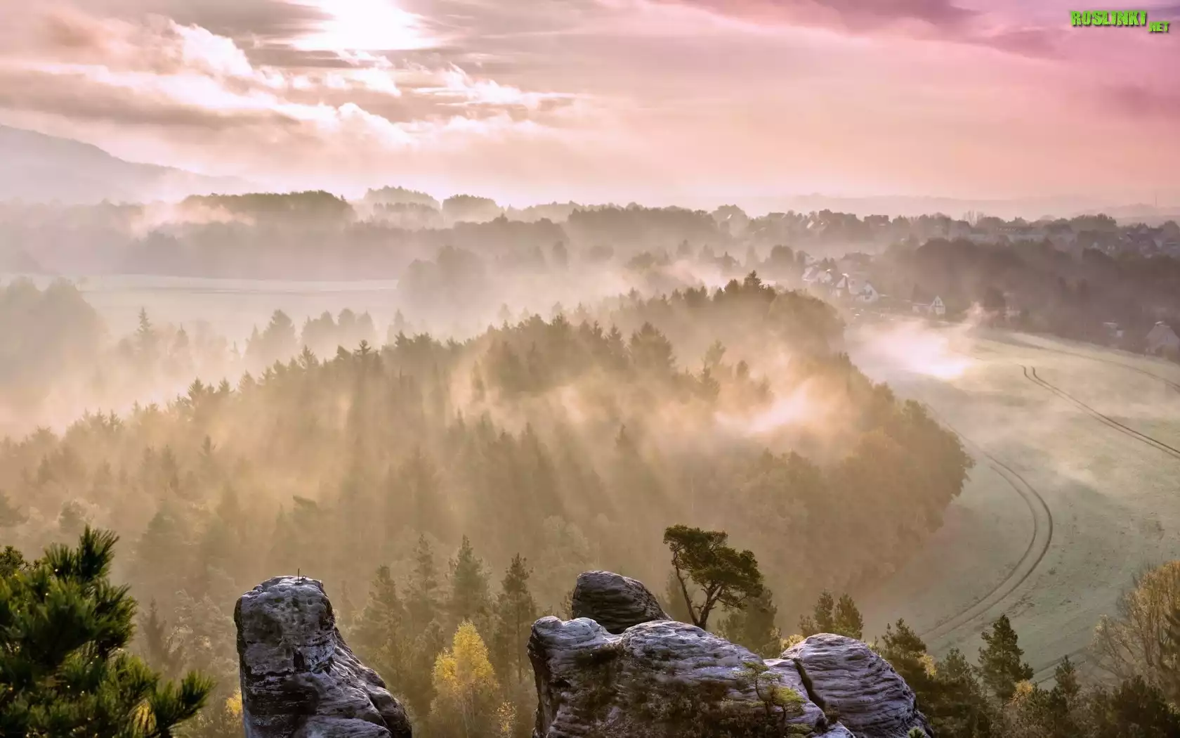 Skały, Drzewa, Las, Mgła