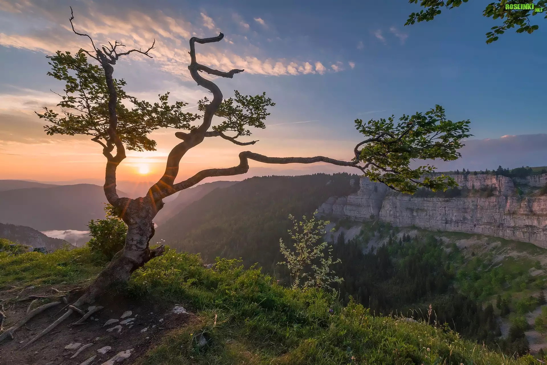 Skały, Atrakcja Creux du Van, Dolina Val de Travers, Kanton Neuchatel, Szwajcaria, Drzewo, Wschód słońca, Chmury