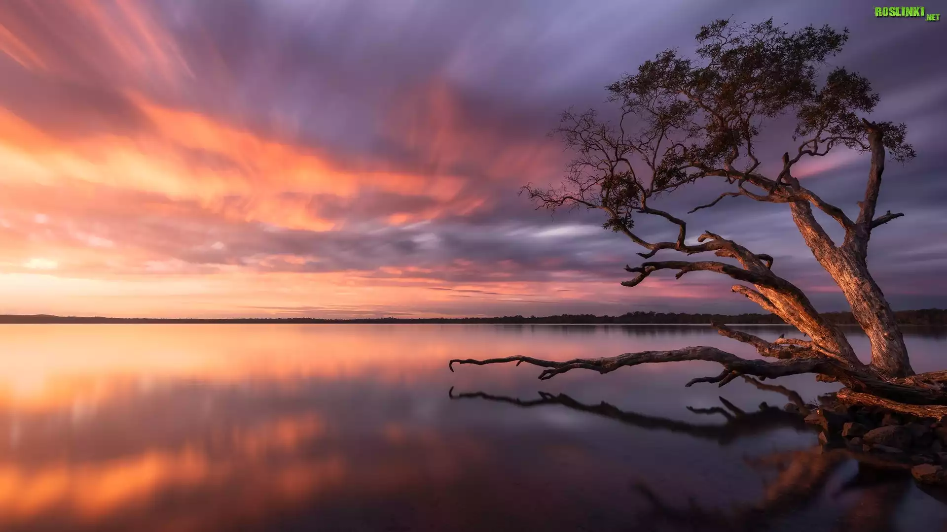 Wschód słońca, Jezioro, Weyba Lake, Drzewo, Queensland, Australia