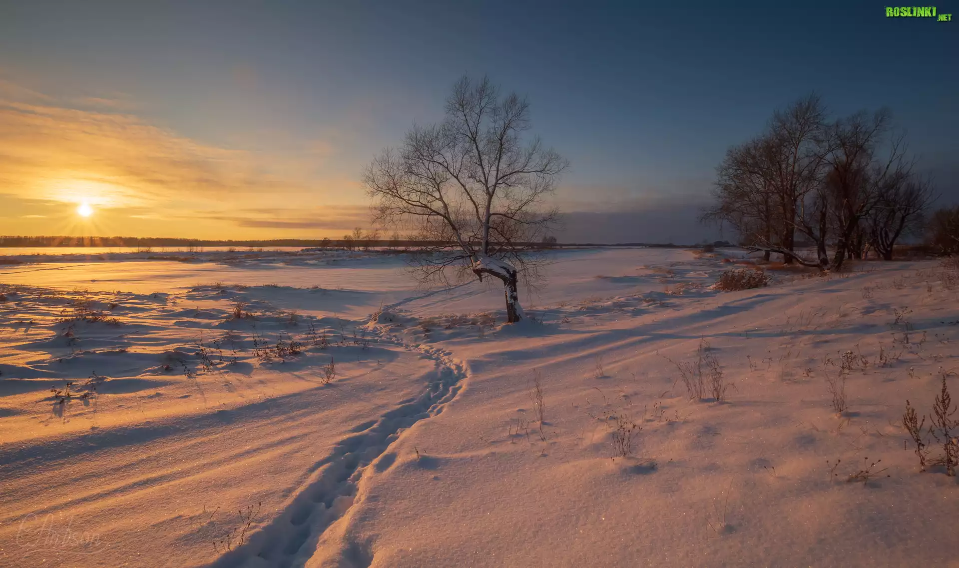 Śnieg, Drzewa, Zachód słońca, Zima