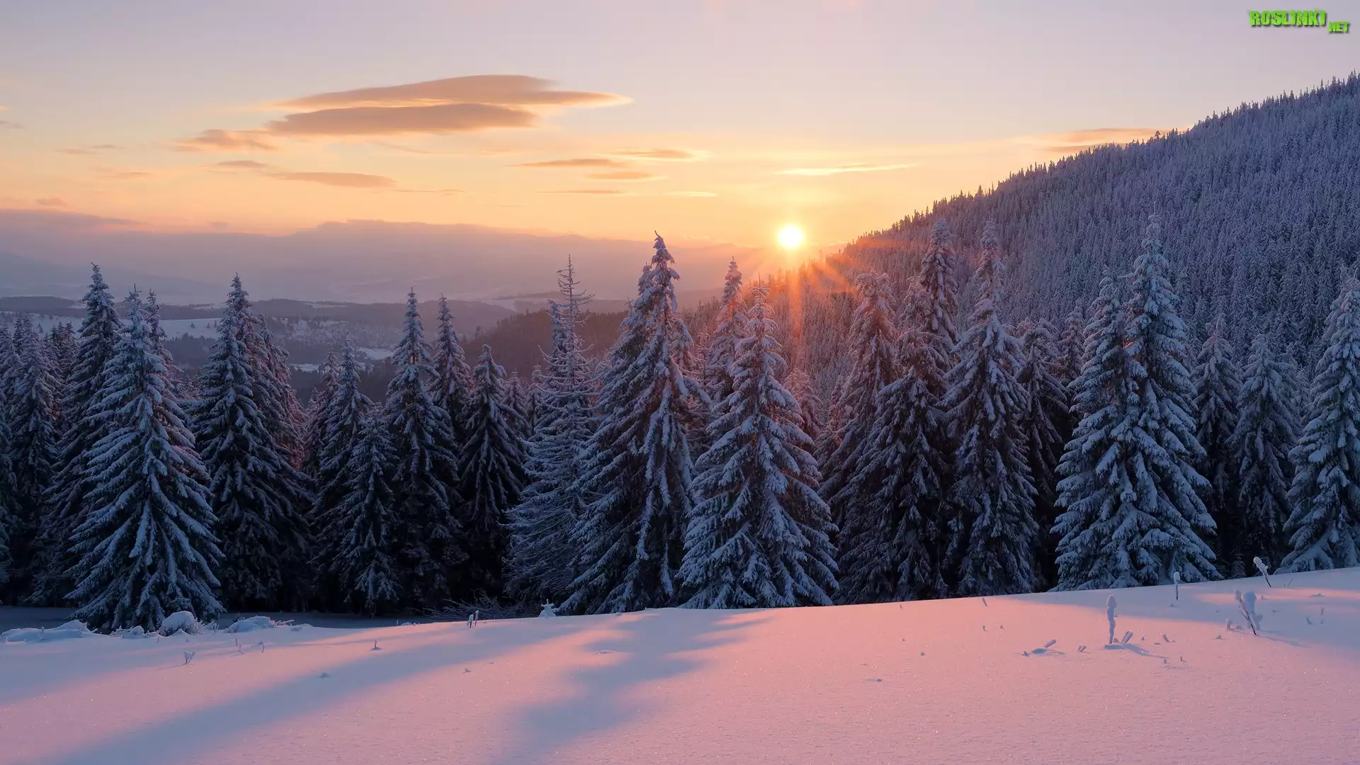 Ukraina, Karpaty, Góry Gorgany, Zima, Las, Świerki, Wschód słońca