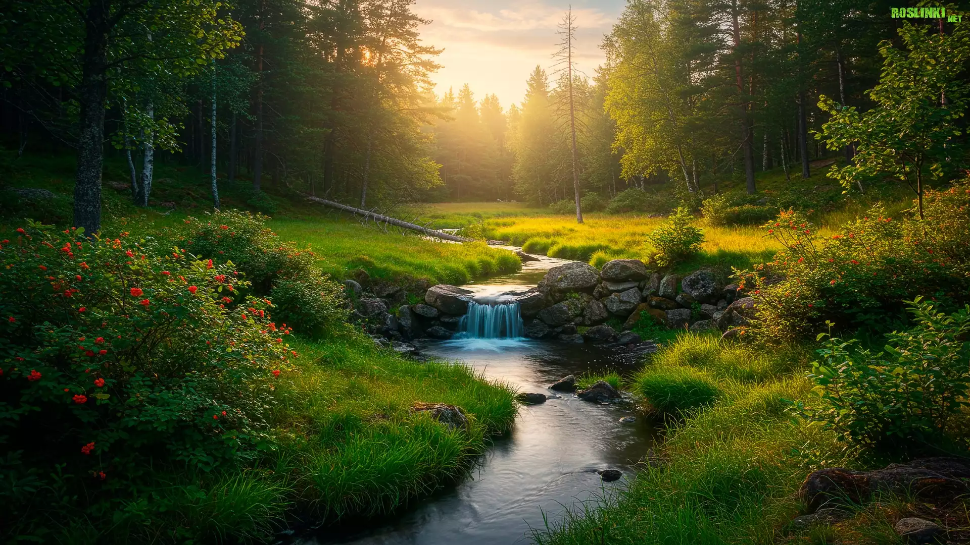 Las, Strumień, Krzewy, Róże, Zachód słońca, Zachód Słońca