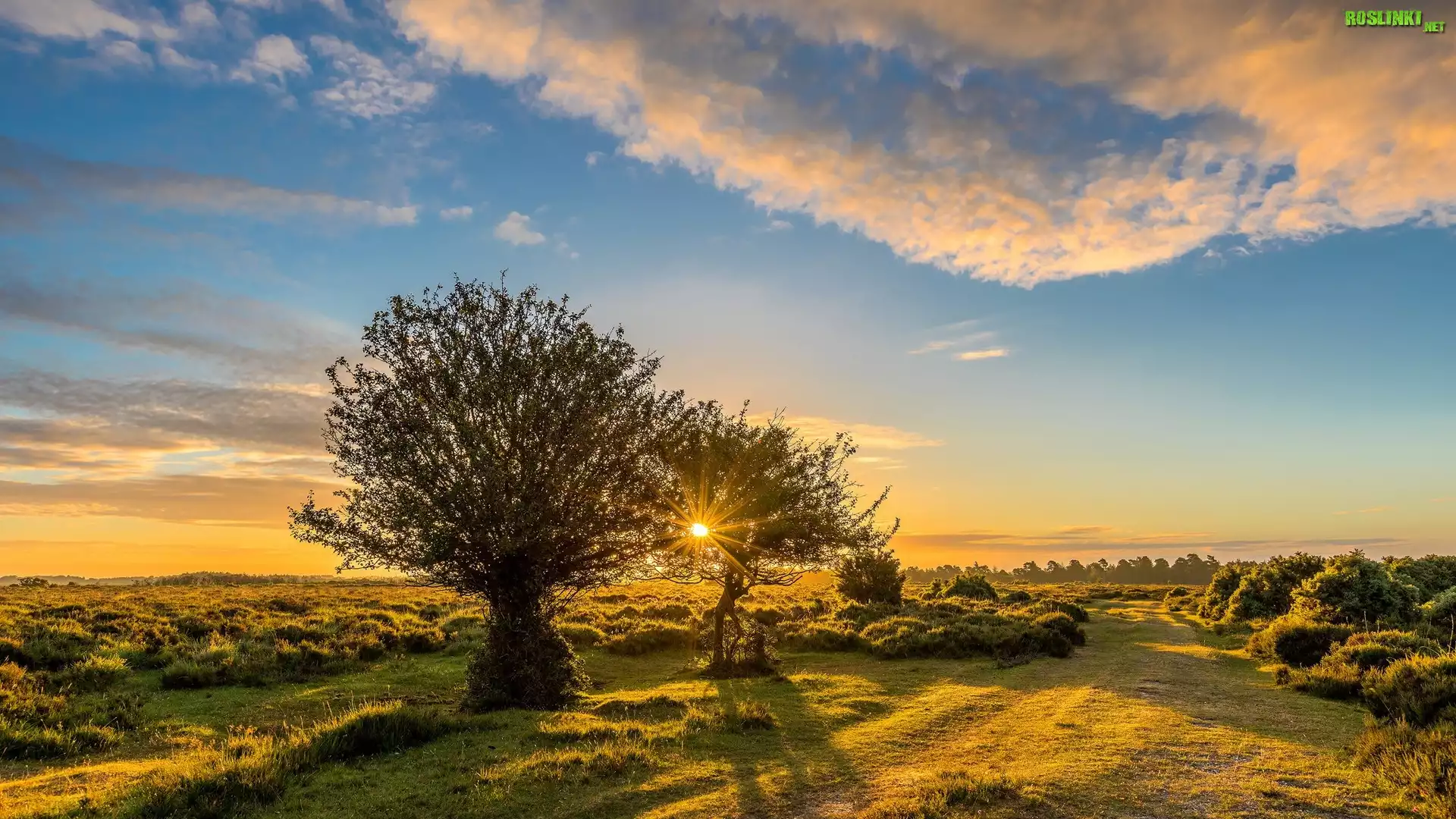 Anglia, Park Narodowy New Forest, Łąka, Drzewa, Wschód słońca