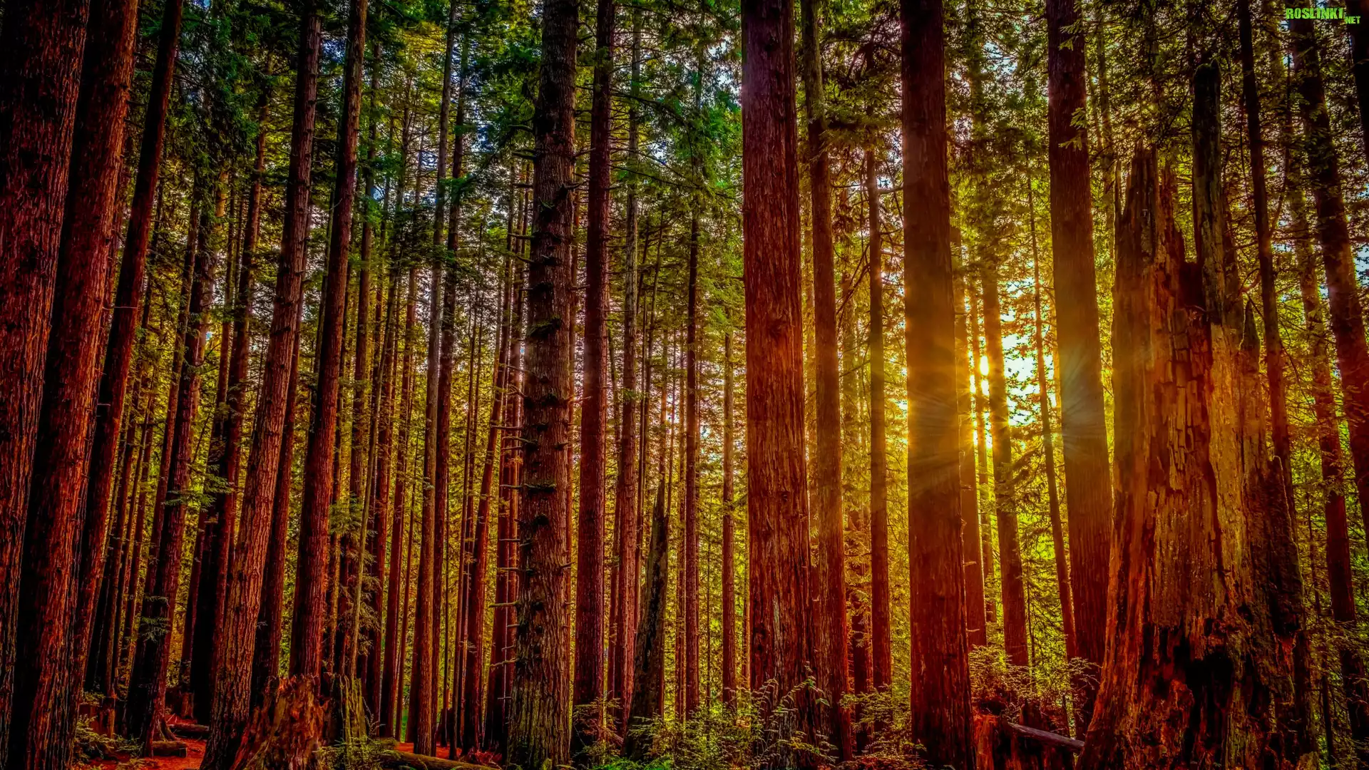Stany Zjednoczone, Stan Kalifornia, Park Narodowy Redwood, Drzewa, Promienie słońca