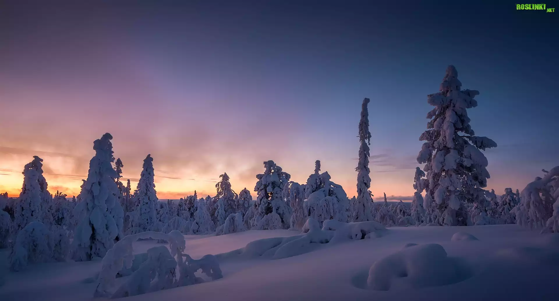 Finlandia, Laponia, Wzgórze Kuertunturi, Zima, Ośnieżone, Drzewa, Zachód słońca