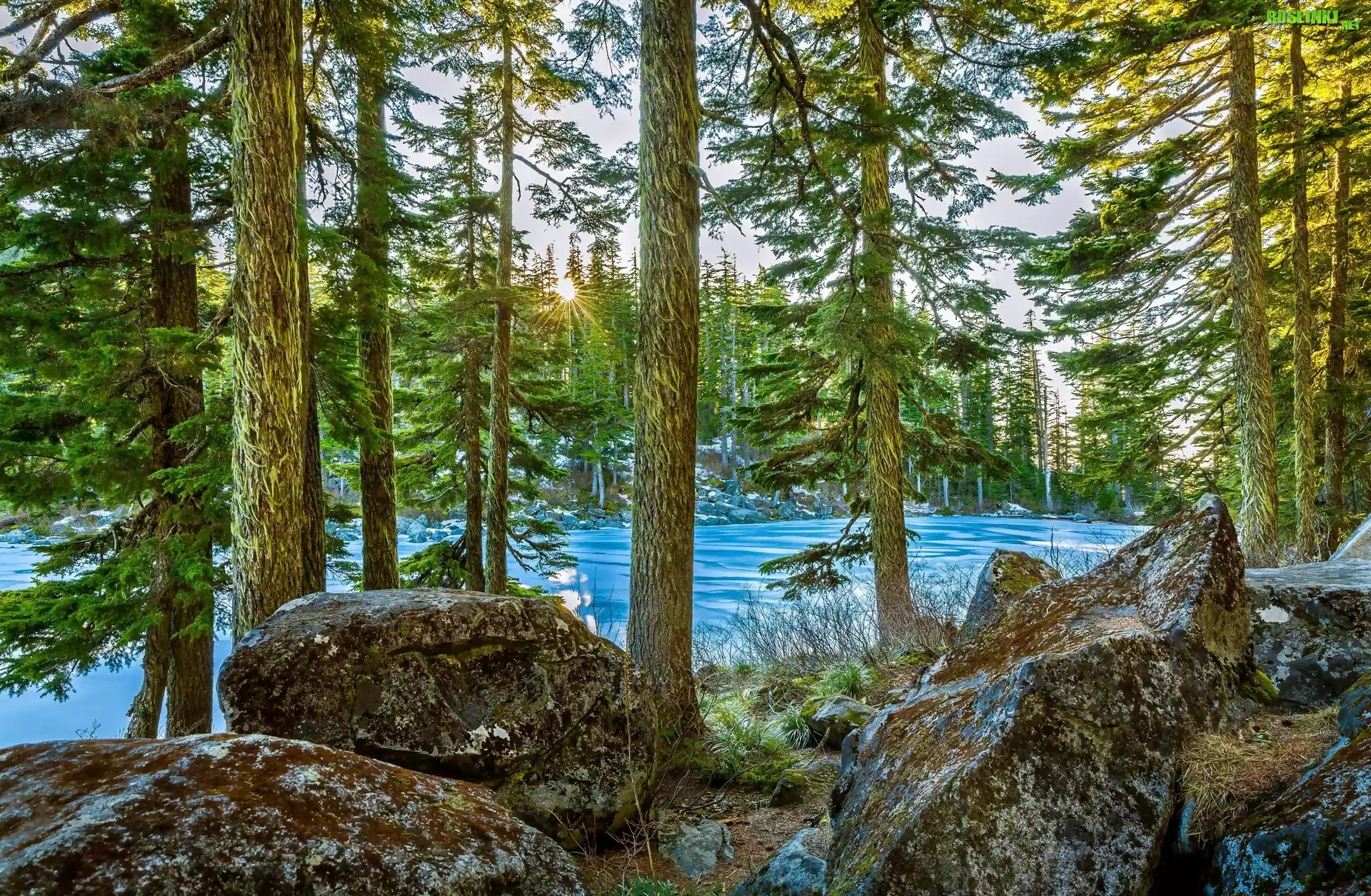 Stany Zjednoczone, Stan Waszyngton, Jezioro Mason Lake, Kamienie, Drzewa, Słońce