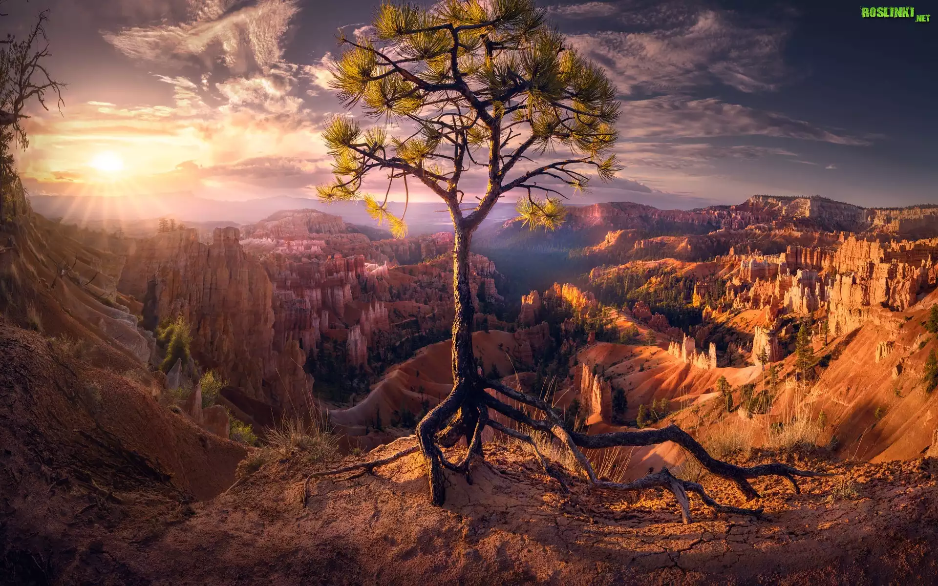 Stany Zjednoczone, Utah, Park Narodowy Bryce Canyon, Drzewo, Sosna, Skały, Wschód słońca, Promienie, Chmury