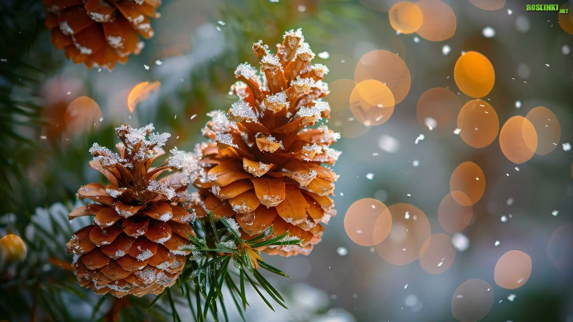 Dwie, Ośnieżone, Szyszki, Sosna, Igły, Bokeh, Grafika