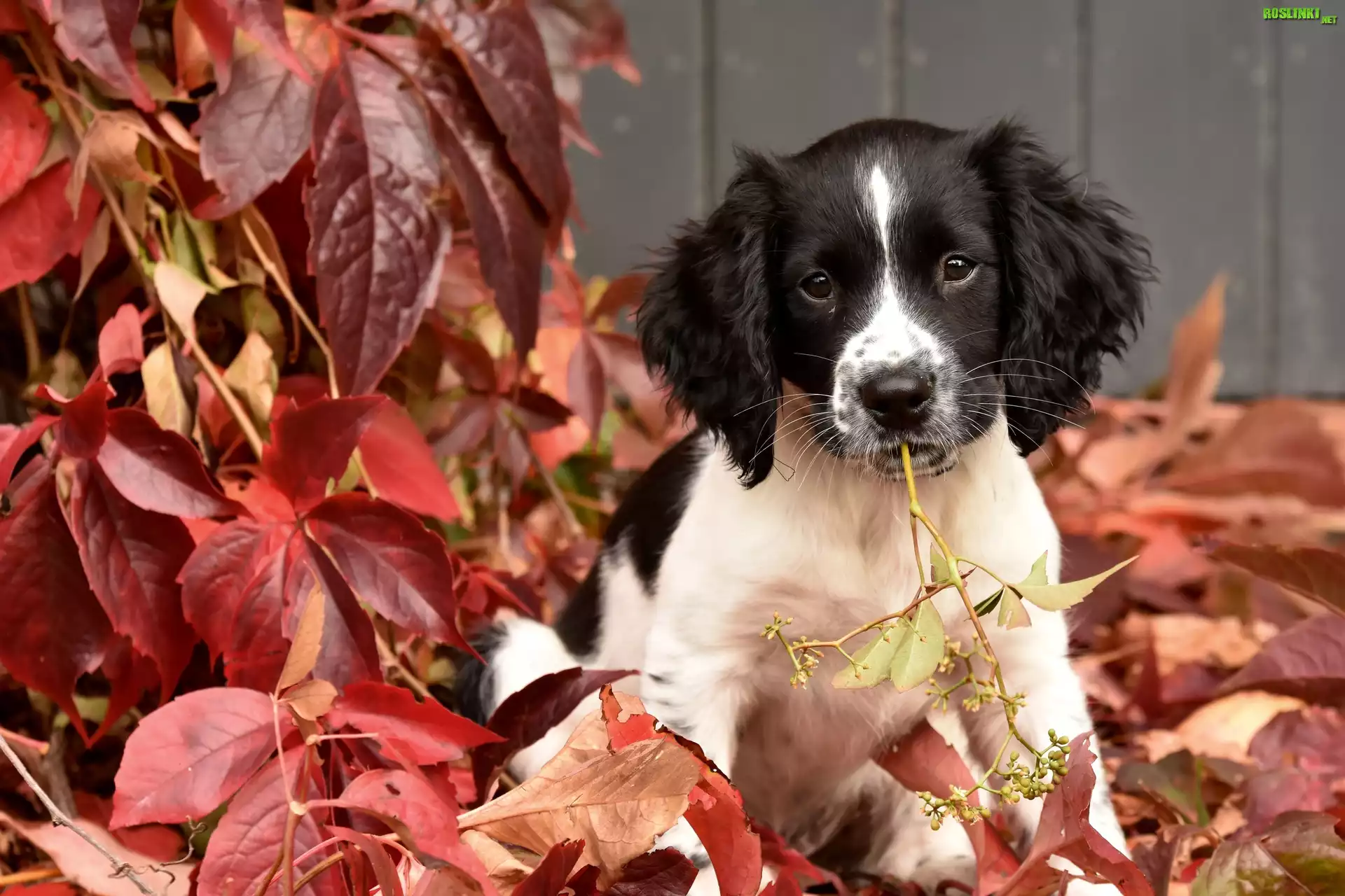 Springer spaniel angielski, Szczeniak, Liście