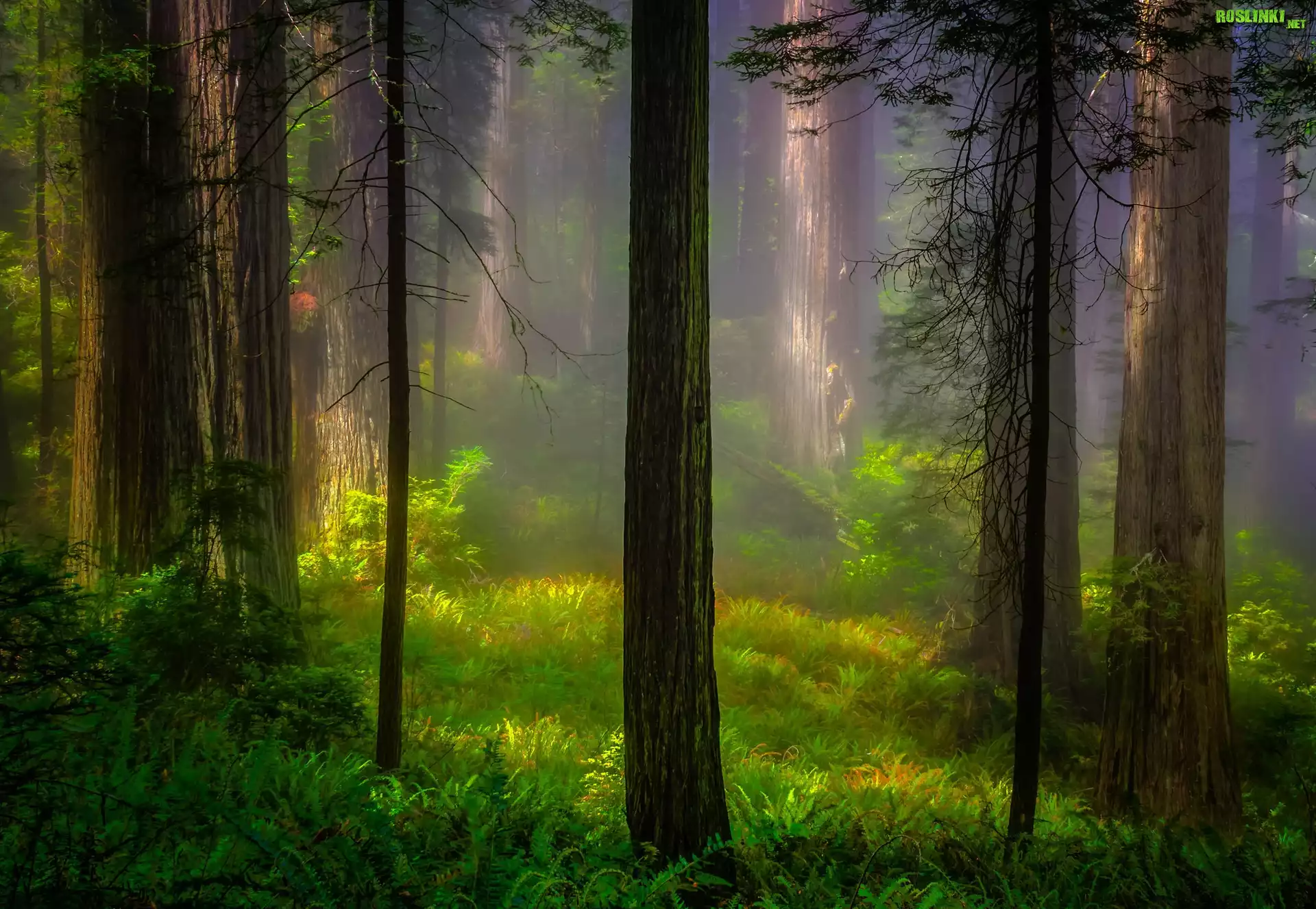 Stany Zjednoczone, Stan Kalifornia, Park Narodowy Redwood, Las, Drzewa, Sekwoje, Mgła
