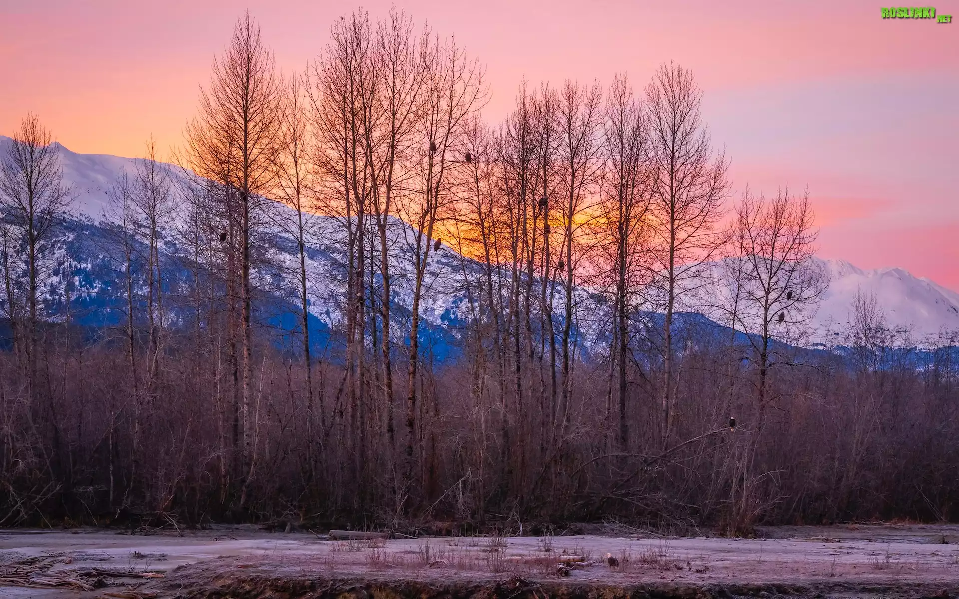 Stany Zjednoczone, Alaska, Haines, Góry, Chilkat Range, Zima, Drzewa, Ptaki