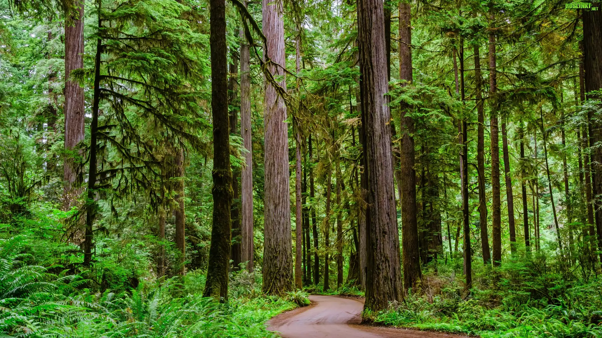 Stany Zjednoczone, Kalifornia, Crescent City, Park stanowy Jedediah Smith Redwoods State Park, Droga, Drzewa, Sekwoje