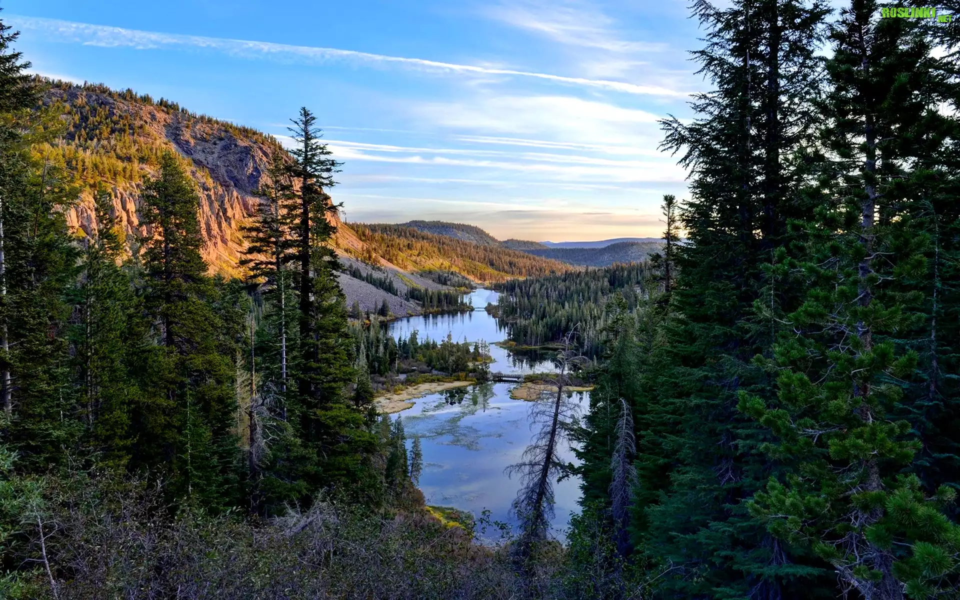 Stany Zjednoczone, Kalifornia, Hrabstwo Mono, Góra Mammoth Mountain, Jeziora Twin Lakes, Góry, Świerki