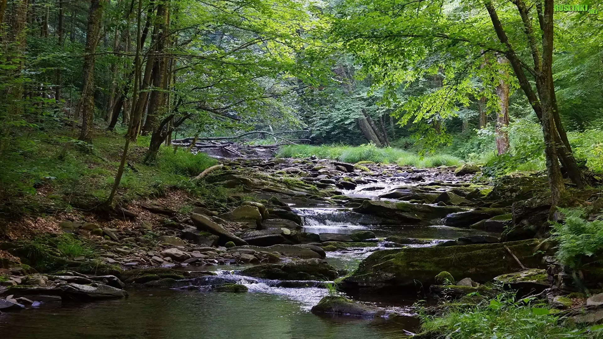 Stany Zjednoczone, Stan Wirginia Zachodnia, Rzeka, Obszar Monongahela National Forest, Las, Drzewa, Omszałe, Kamienie, Roślinność