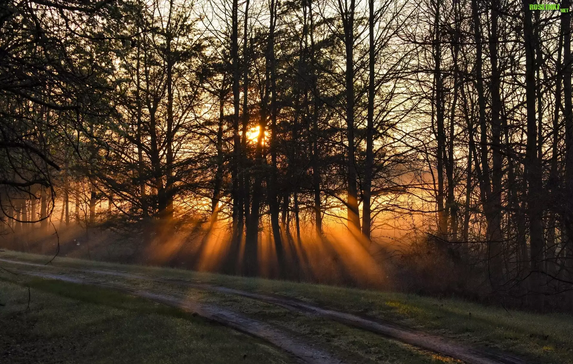 Stany Zjednoczone, Stan Maryland, Miasto Annapolis, Park Bacon Ridge, Las, Droga, Przebijające światło