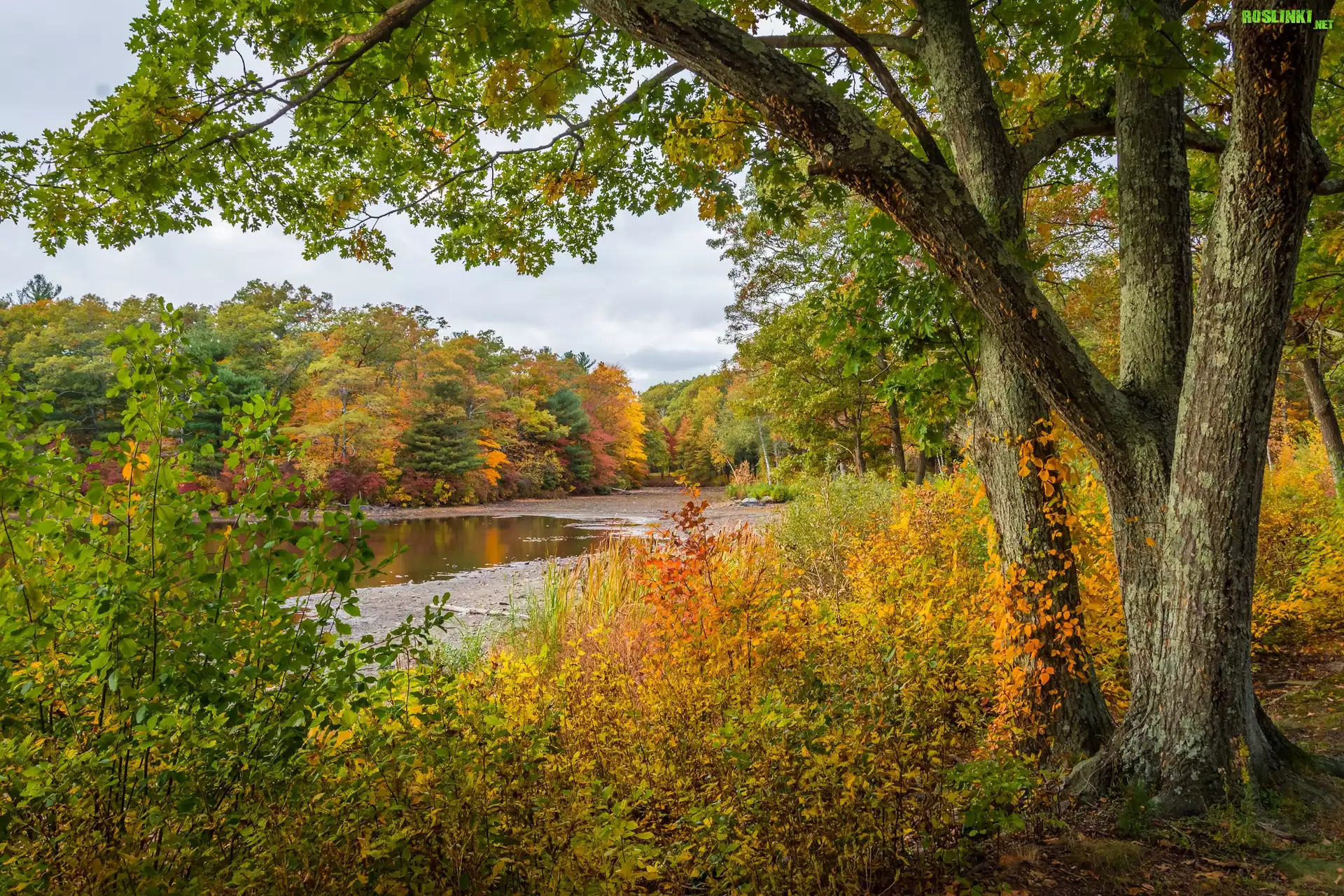 Stany Zjednoczone, Stan Massachusetts, Miasto Avon, D.W. Field Park, Jesień, Drzewa, Roślinność