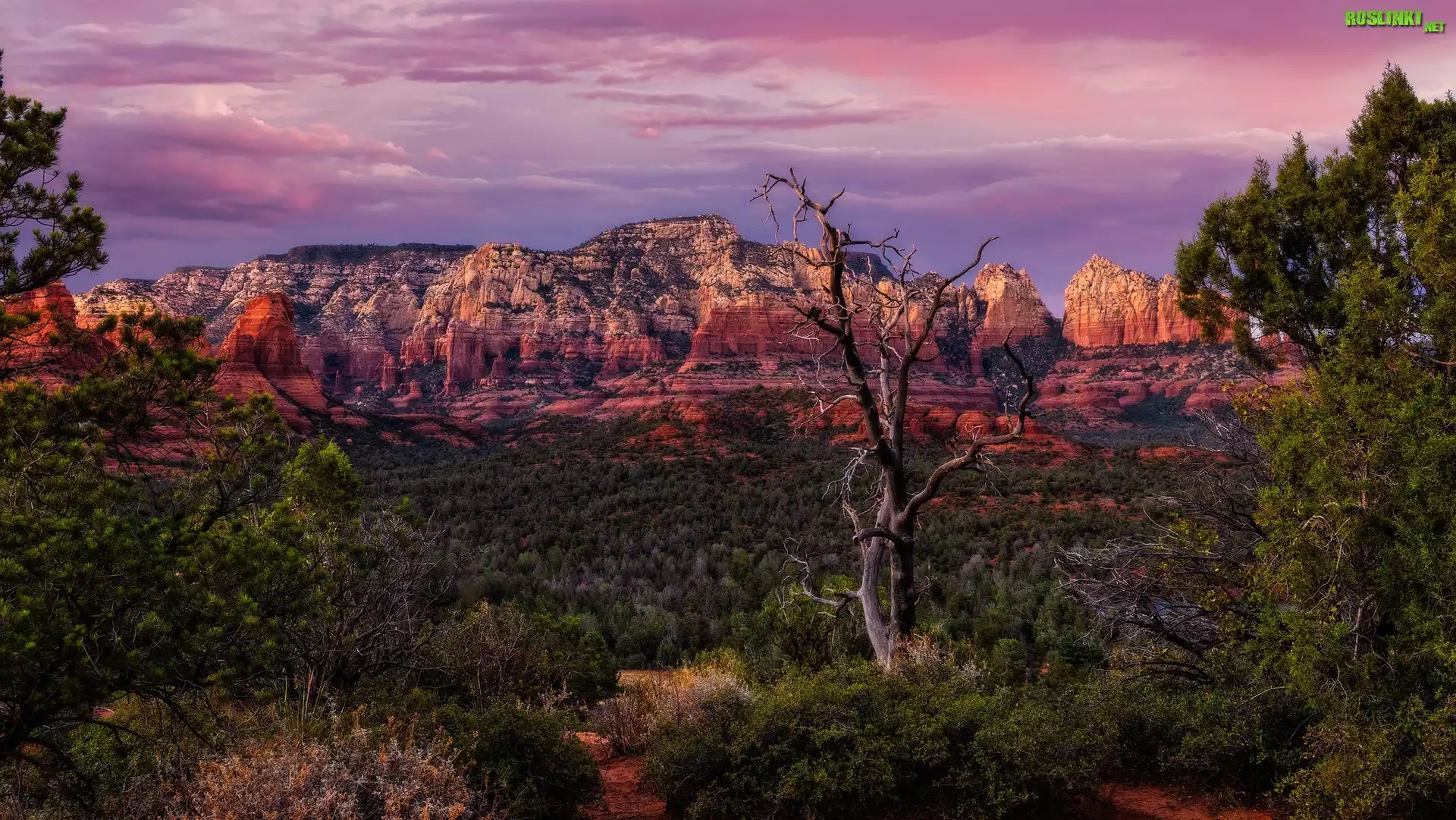 Stany Zjednoczone, Arizona, Sedona, Góry, Wilson Mountains, Skały, Drzewa