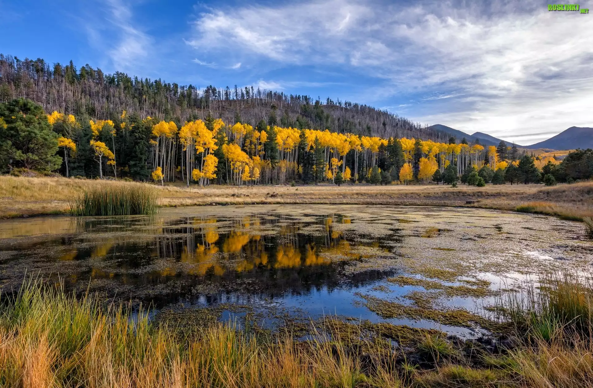 Stany Zjednoczone, Stan Arizona, Hrabstwo Coconino, Wzgórza San Francisco Peaks, Kemping Lockett Meadow, Jesień, Drzewa, Rozlewisko, Trawy