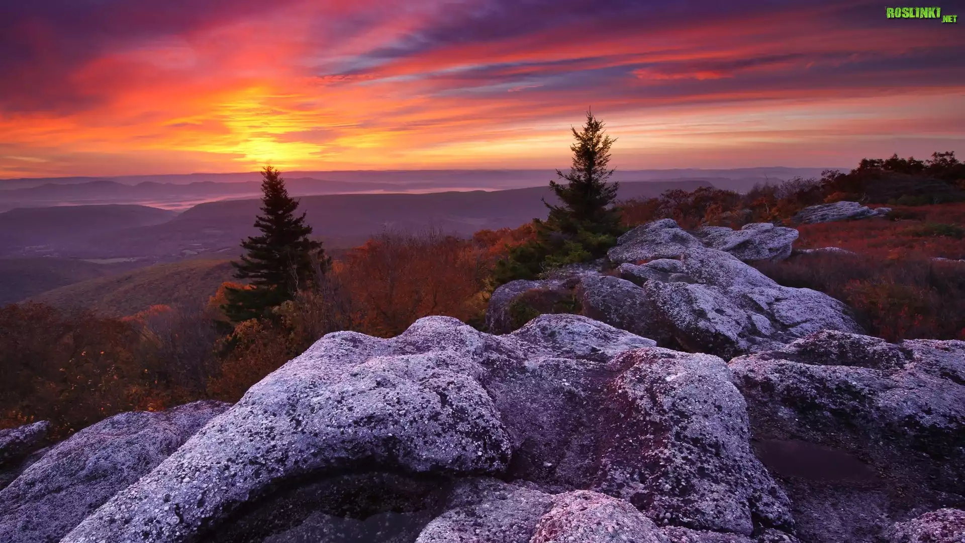 Stany Zjednoczone, Wirginia Zachodnia, Odbszar Dolly Sods Wilderness, Rezerwat przyrody Bear Rocks, Góry, Skały, Drzewa, Zachód słońca