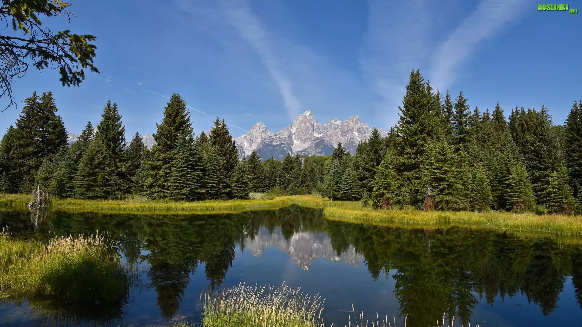 Stany Zjednoczone, Stan Wyoming, Park Narodowy Grand Teton, Rzeka Snake River, Drzewa, Góry Teton Range, Odbicie