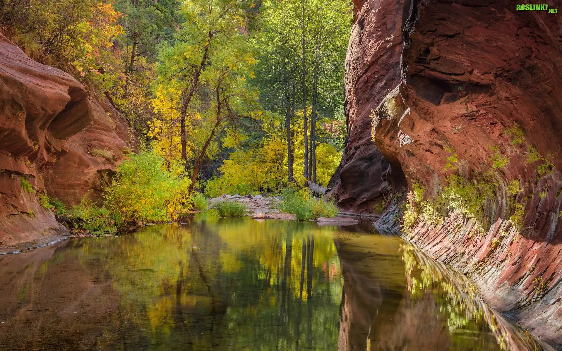 Stany Zjednoczone, Arizona, Sedona, Wąwóz, Oak Creek Canyon, Rzeka Oak Creek, Skały, Drzewa