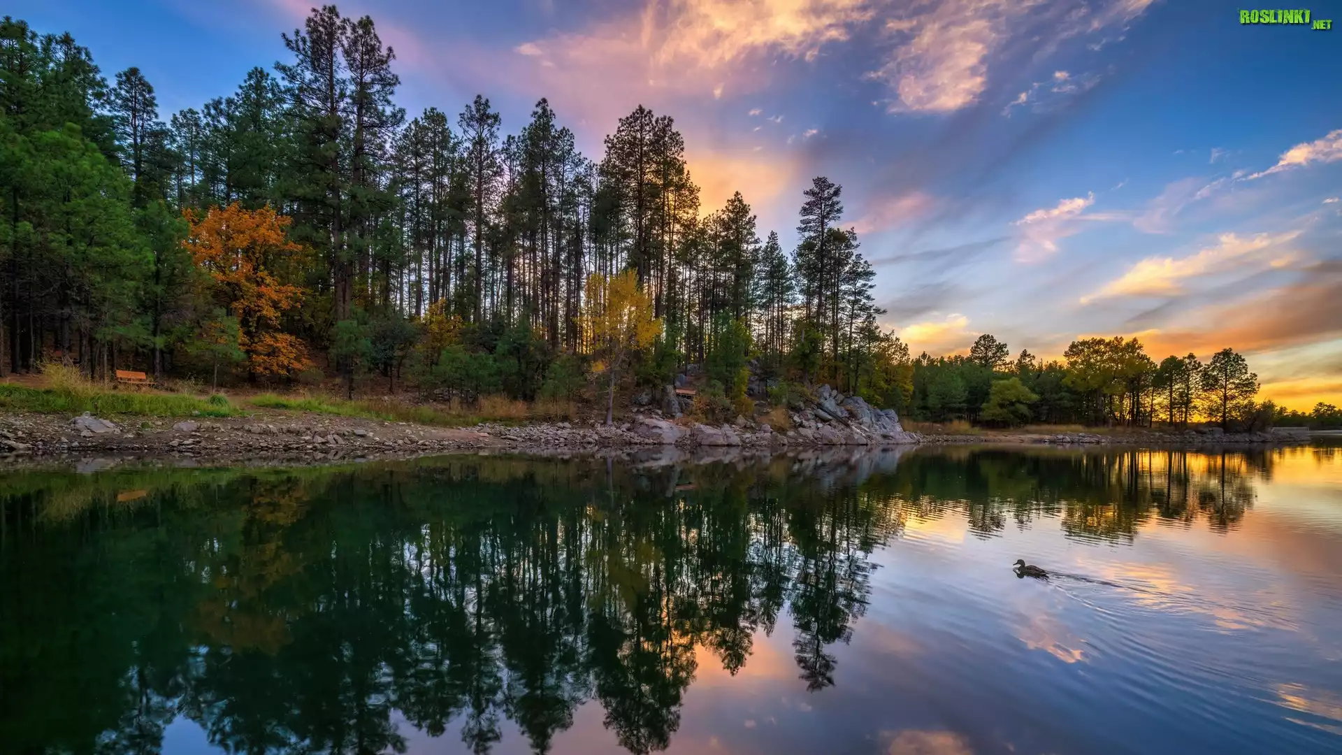 Stany Zjednoczone, Arizona, Jezioro, Goldwater Lake, Drzewa, Zachód Słońca, Odbicie
