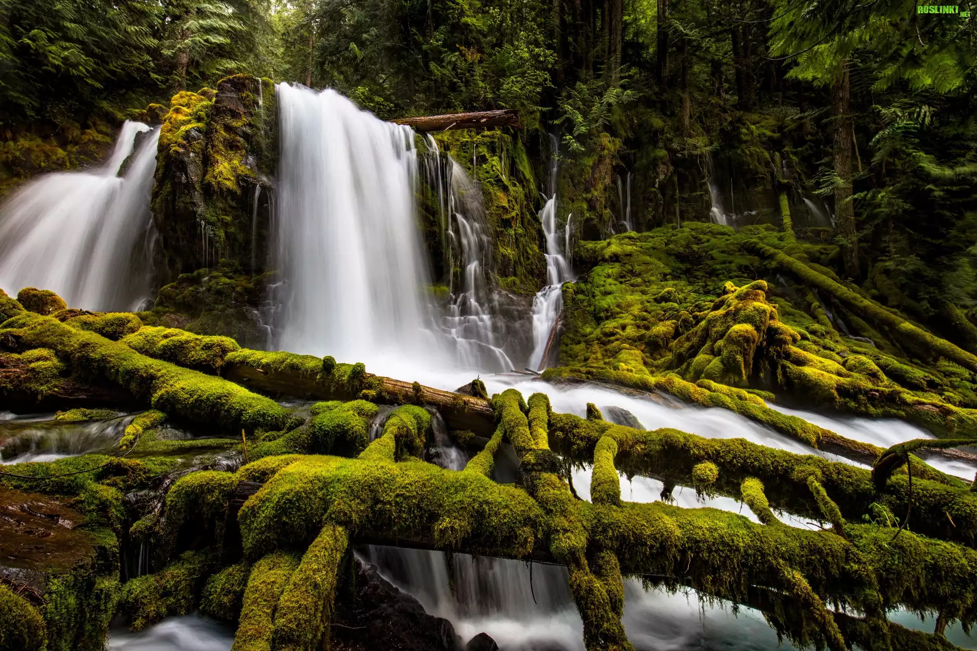 Stany Zjednoczone, Stan Oregon, Park Downing Creek Falls, Wodospad Upper Downing Creek Falls, Las, Drzewa, Omszałe, Gałęzie