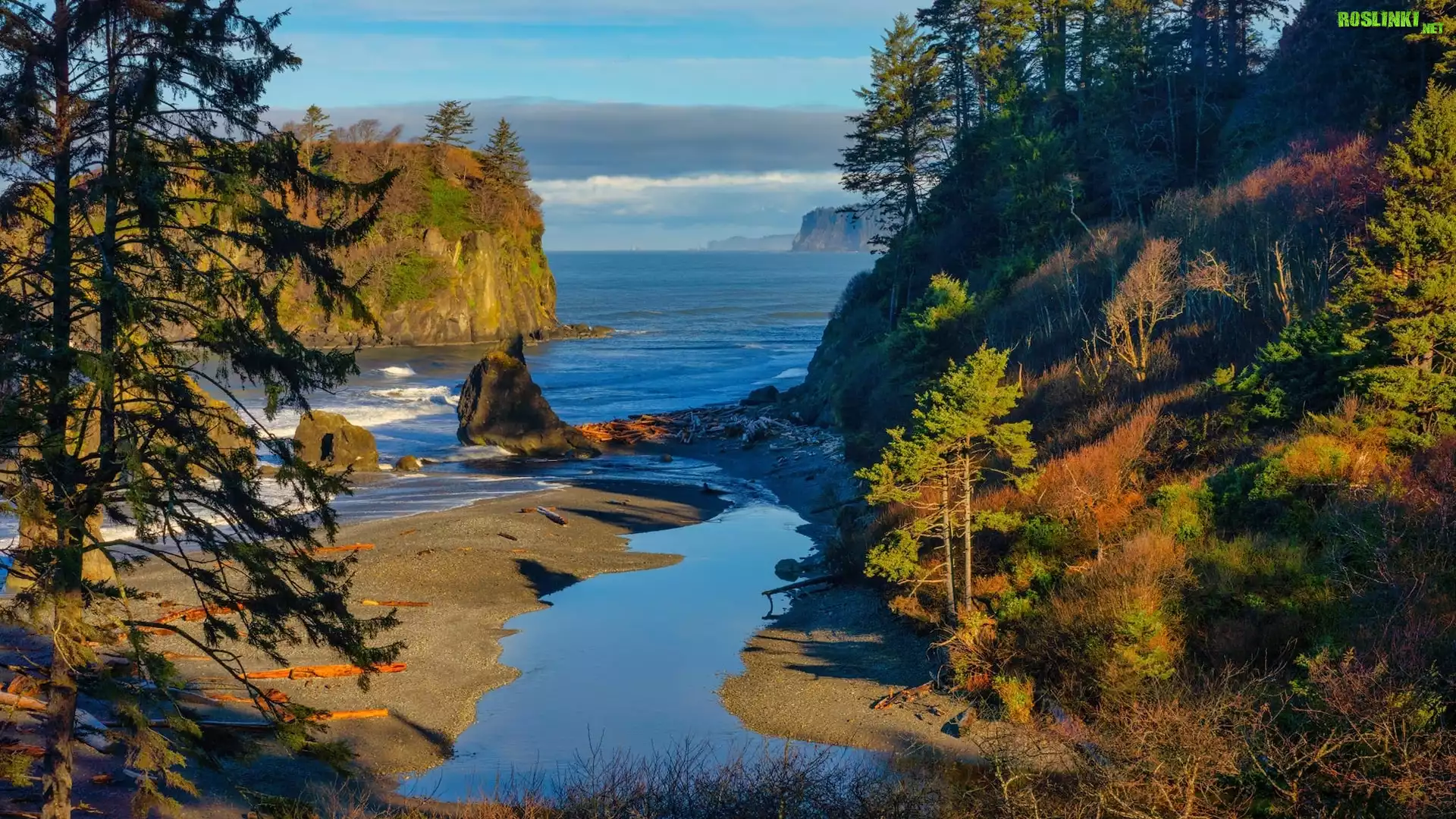 Stany Zjednoczone, Stan Waszyngton, Park Narodowy Olympic, Drzewa, Morze, Jesień, Plaża Ruby Beach