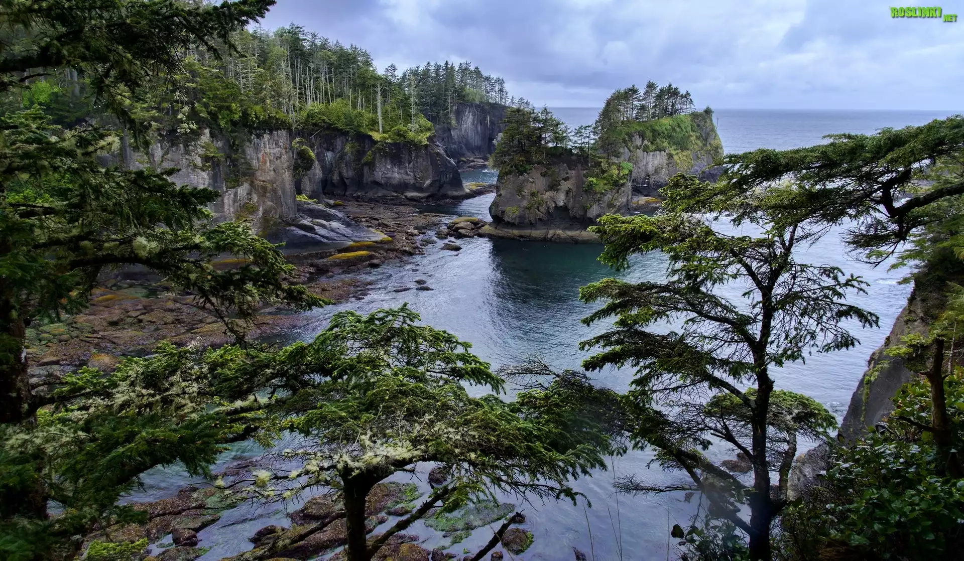 Stany Zjednoczone, Stan Waszyngton, Półwysep Olimpijski, Przylądek Cape Flattery, Skały, Morze, Brzeg, Drzewa