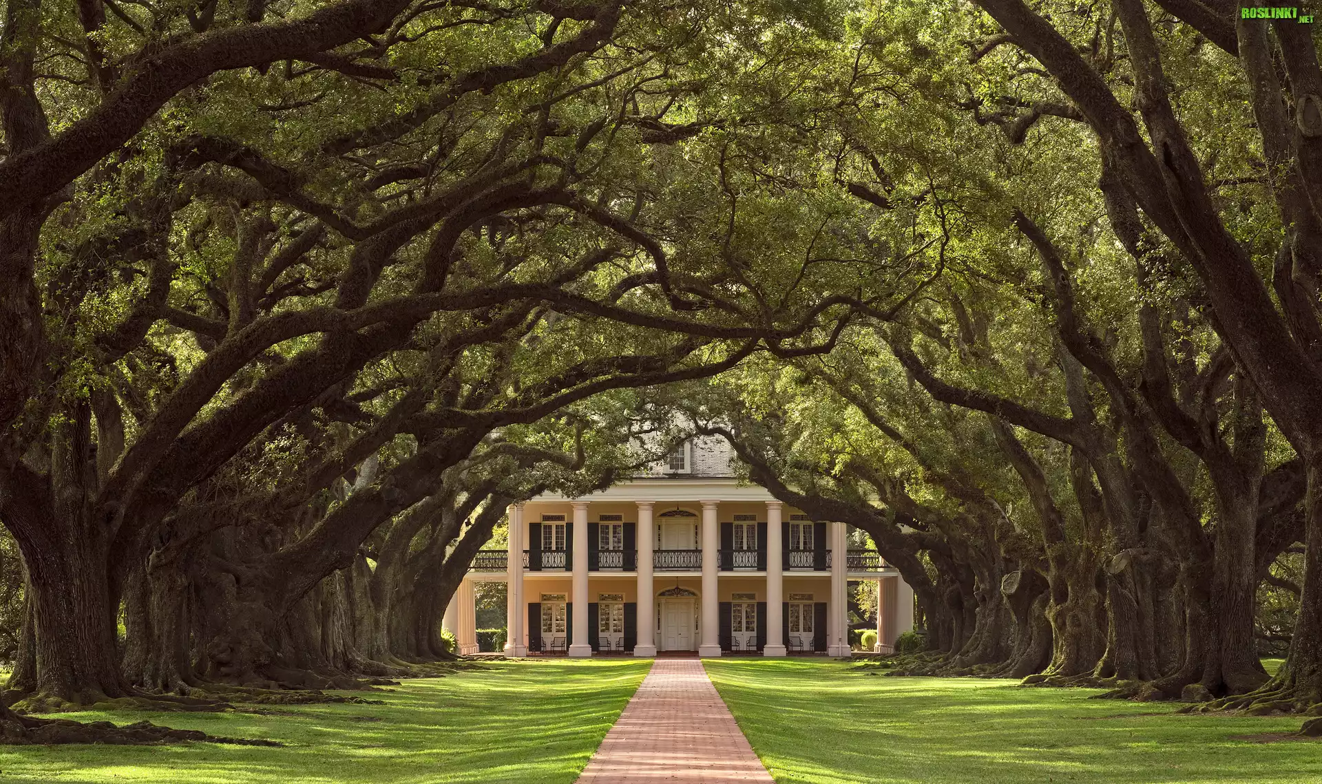 Stany Zjednoczone, Stan Luizjana, Gmina Vacherie, Plantacja Oak Alley Plantation, Willa Oak Alley Plantation, Dom, Droga, Drzewa, Dęby