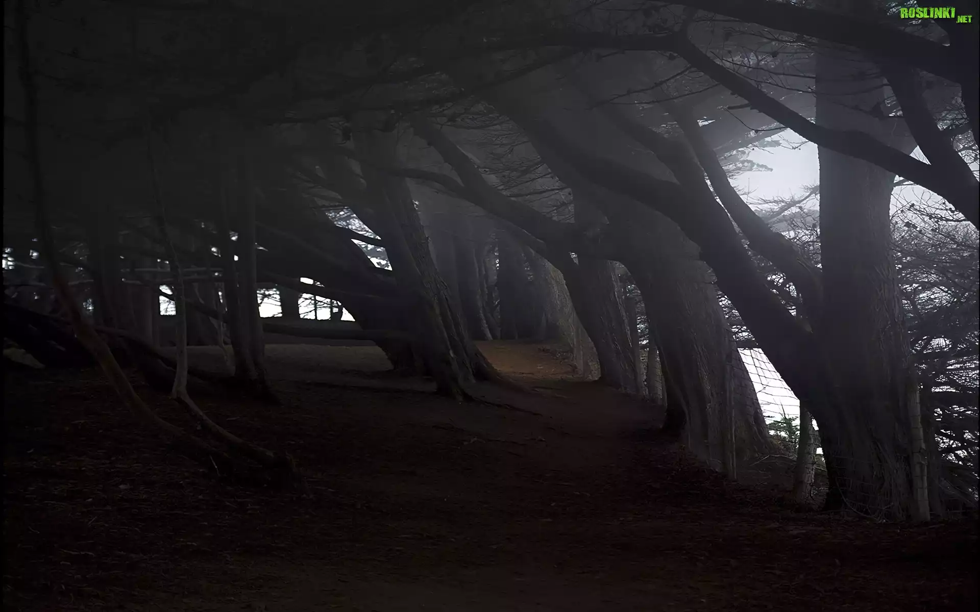 Park, Stare, Drzewa