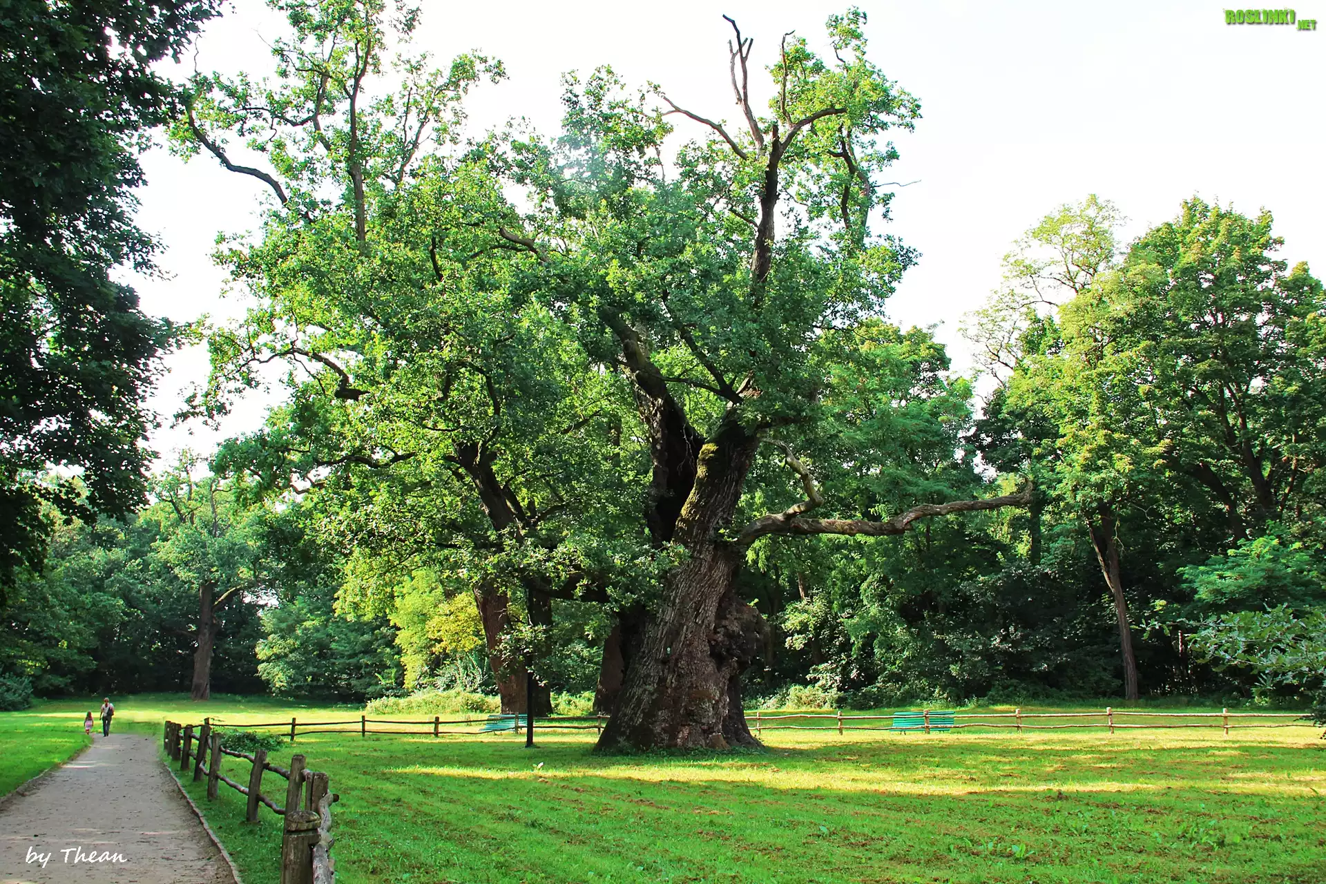 Stare, Dęby, Rogalin, Park