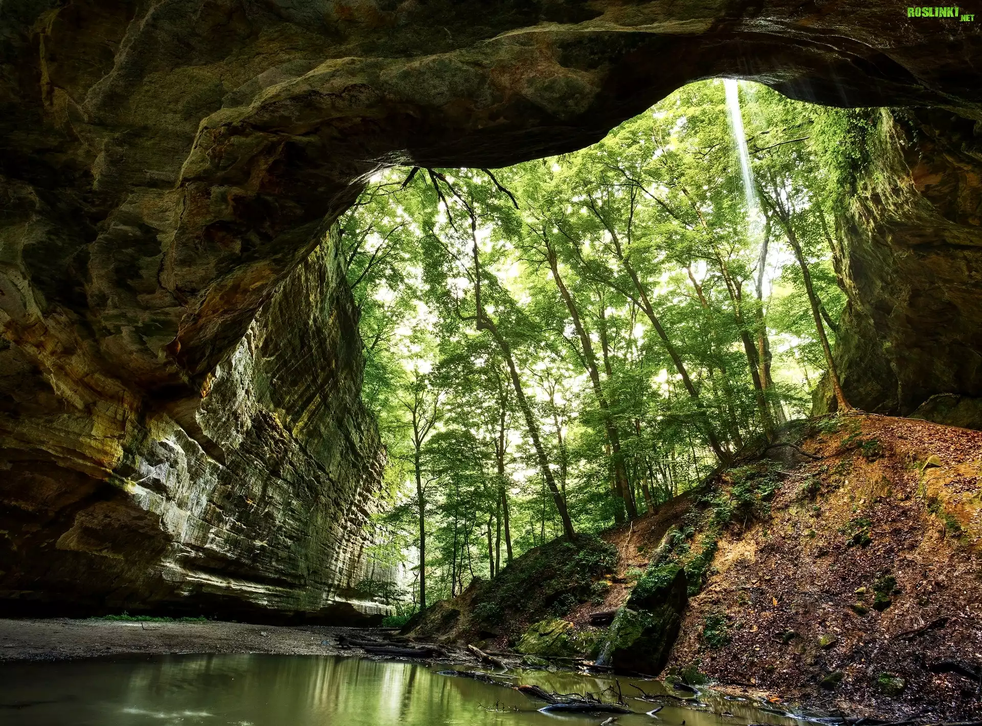 Park stanowy Starved Rock, Kanion, Skały, Drzewa, Stan Illinois, Stany Zjednoczone