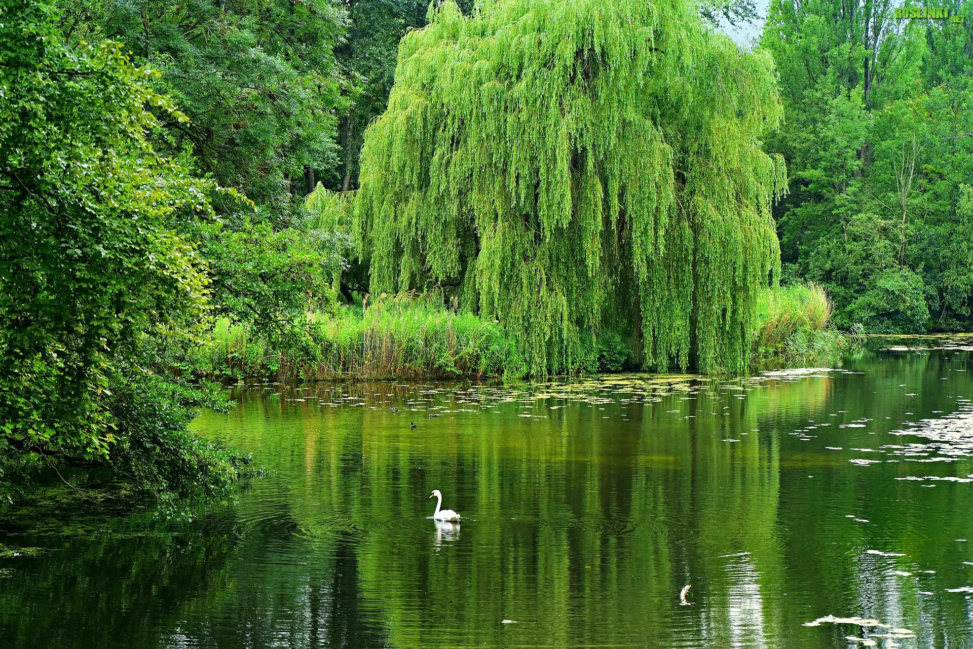 Park, Staw, Zielone, Drzewa, Wierzba płacząca, Łabędź, Lato