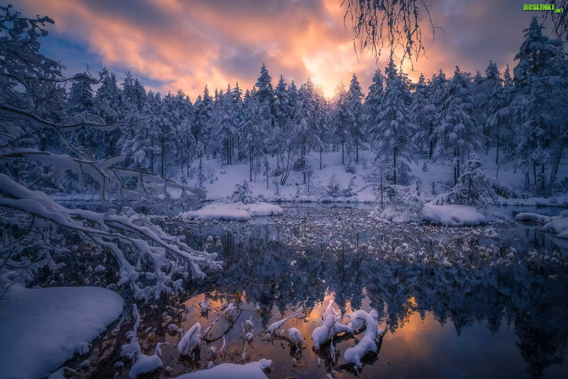 Norwegia, Staw, Gmina Ringerike, Zima, Drzewa, Åšnieg