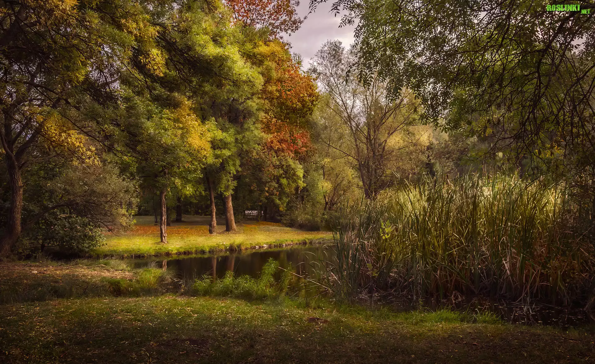 Park, Staw, Szuwary