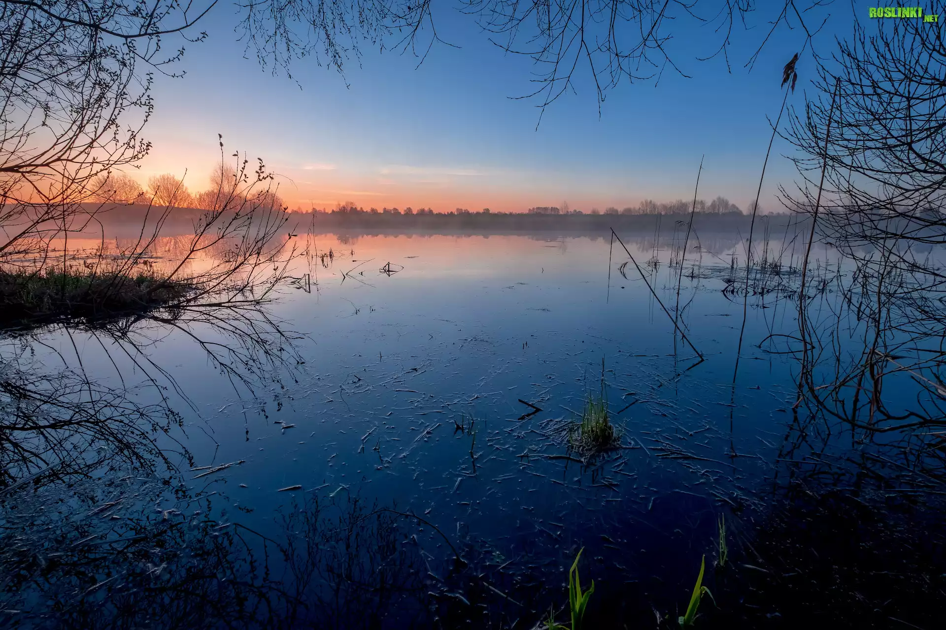 Staw, Mgła, Wschód słońca, Zarośla, Drzewa