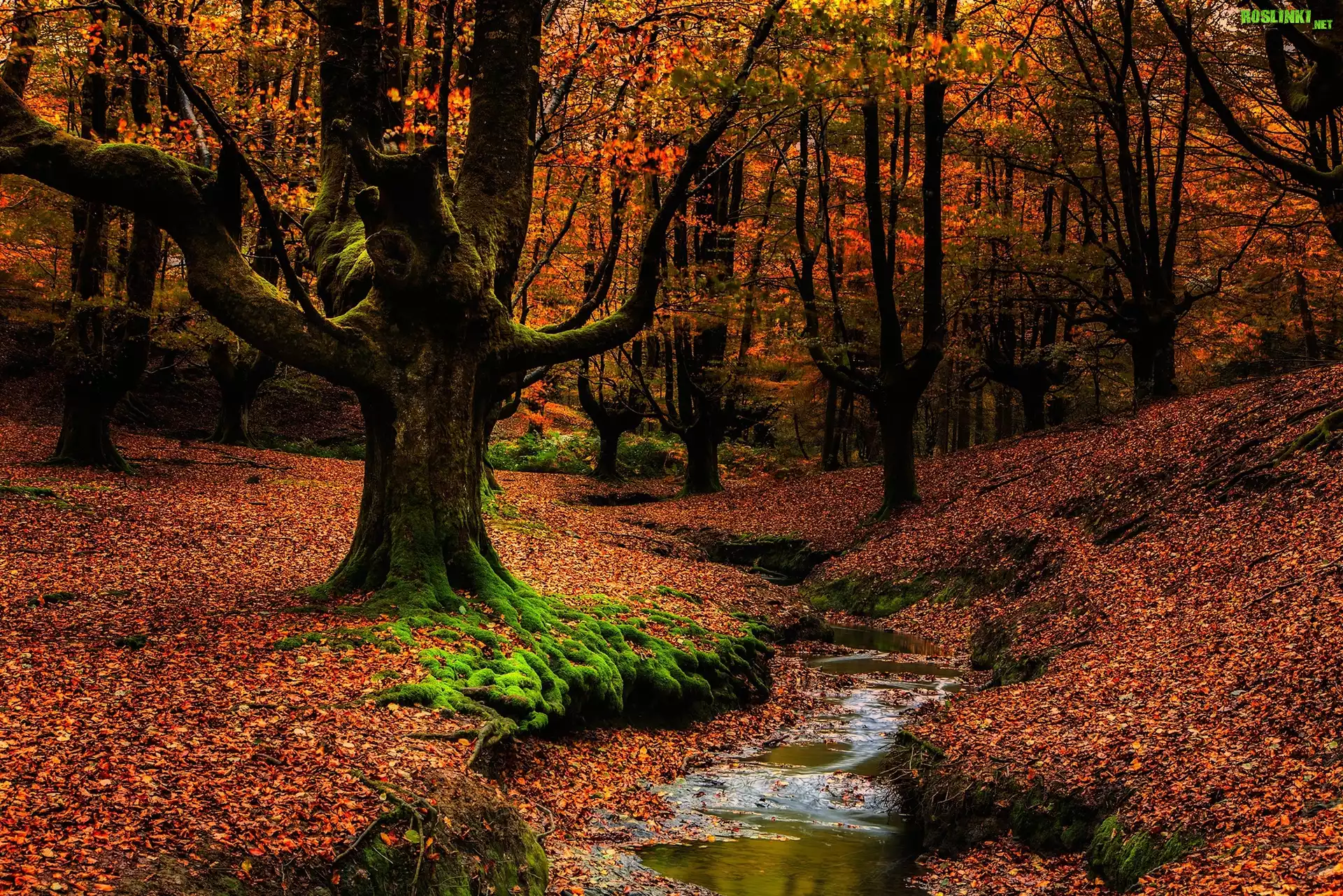 Hiszpania, Kraj Basków, Park Narodowy Gorbea, Jesień, Las, Drzewa, Strumyk